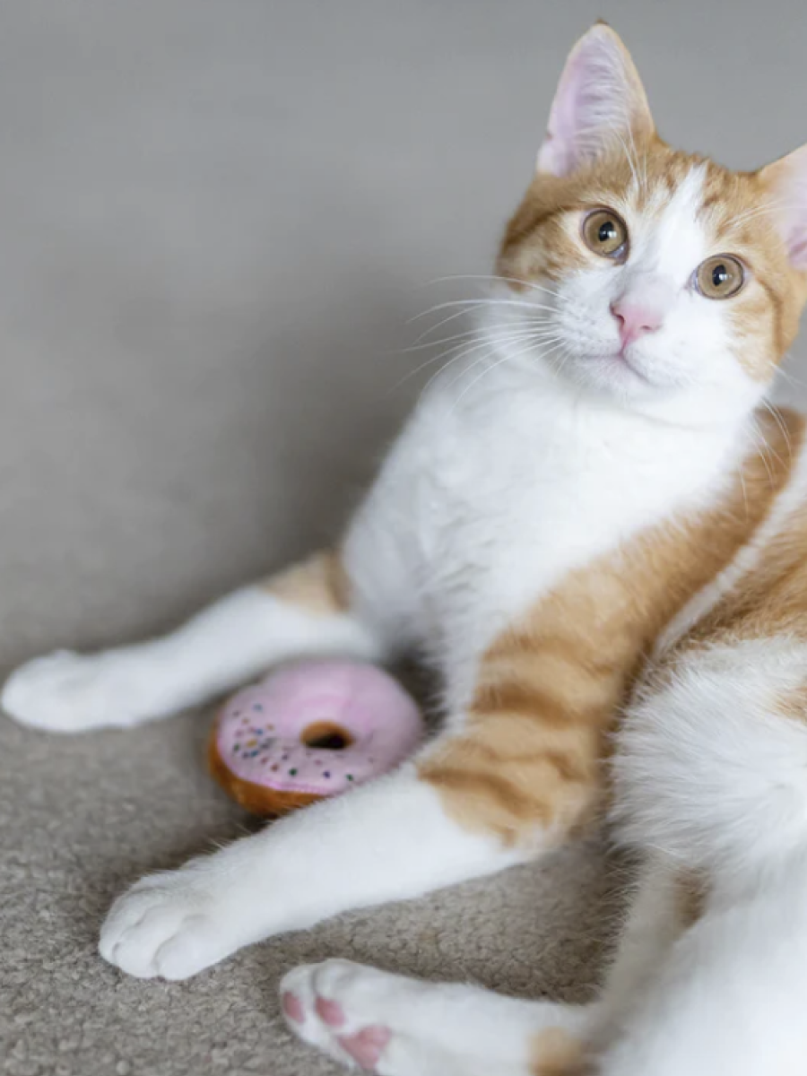 【美國 P.L.A.Y.】狂野貓咪 巧克力甜甜圈｜貓草玩具