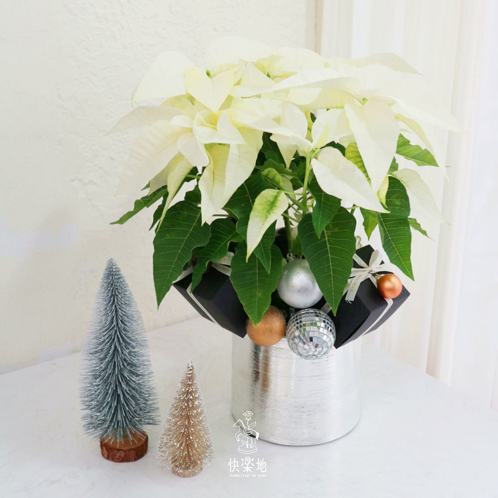 聖誕白 I 精緻設計款  XM220350