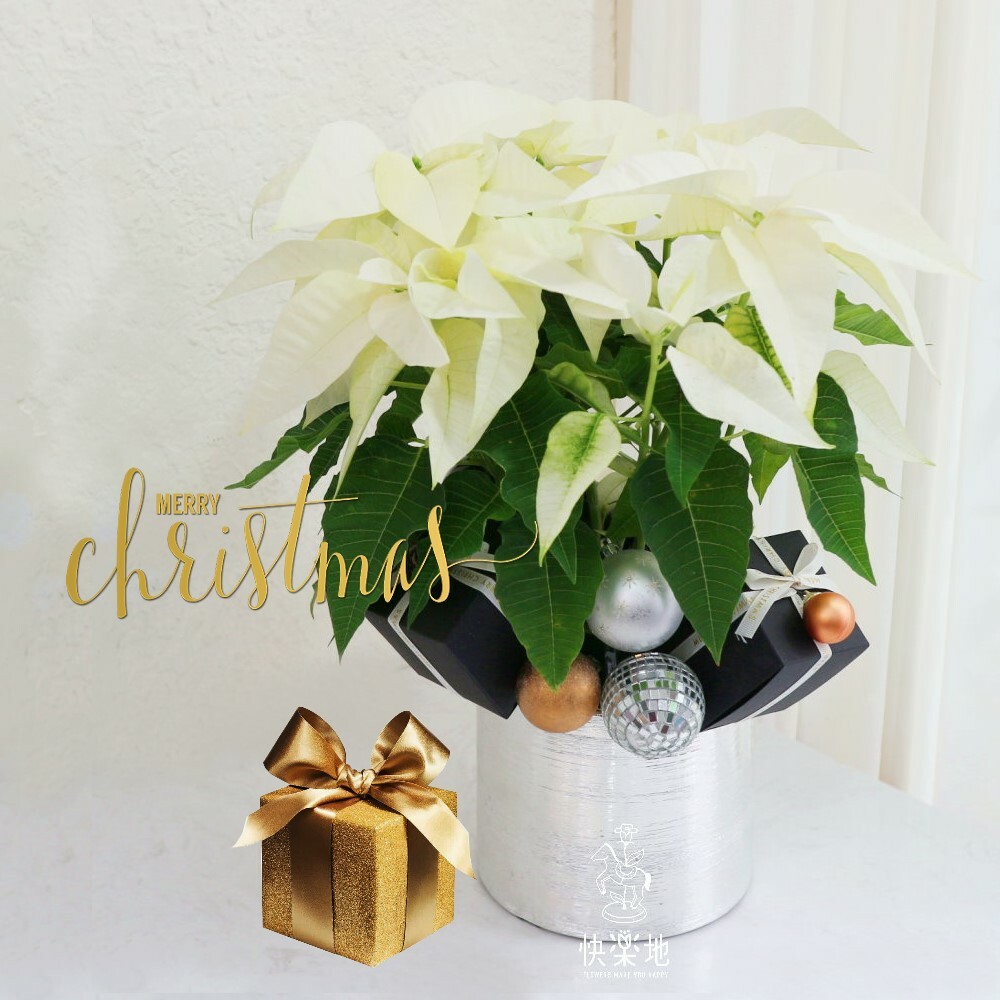 聖誕白 I 精緻設計款  XM220350