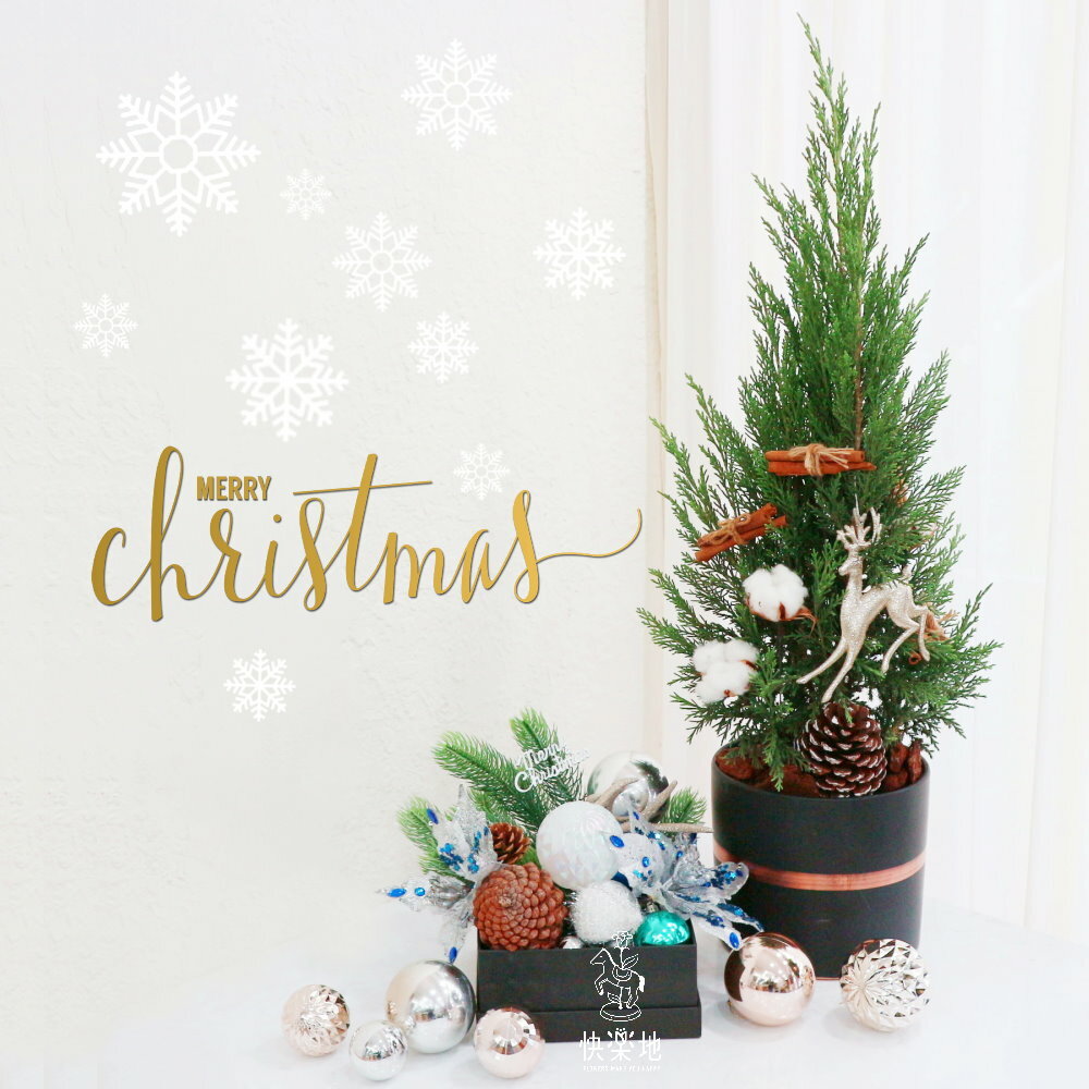 檀香柏 I 蒼翠鮮活 I 聖誕樹  XM220309