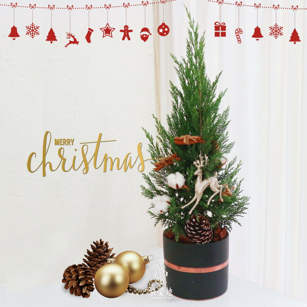 檀香柏 I 蒼翠鮮活 I 聖誕樹  XM220309