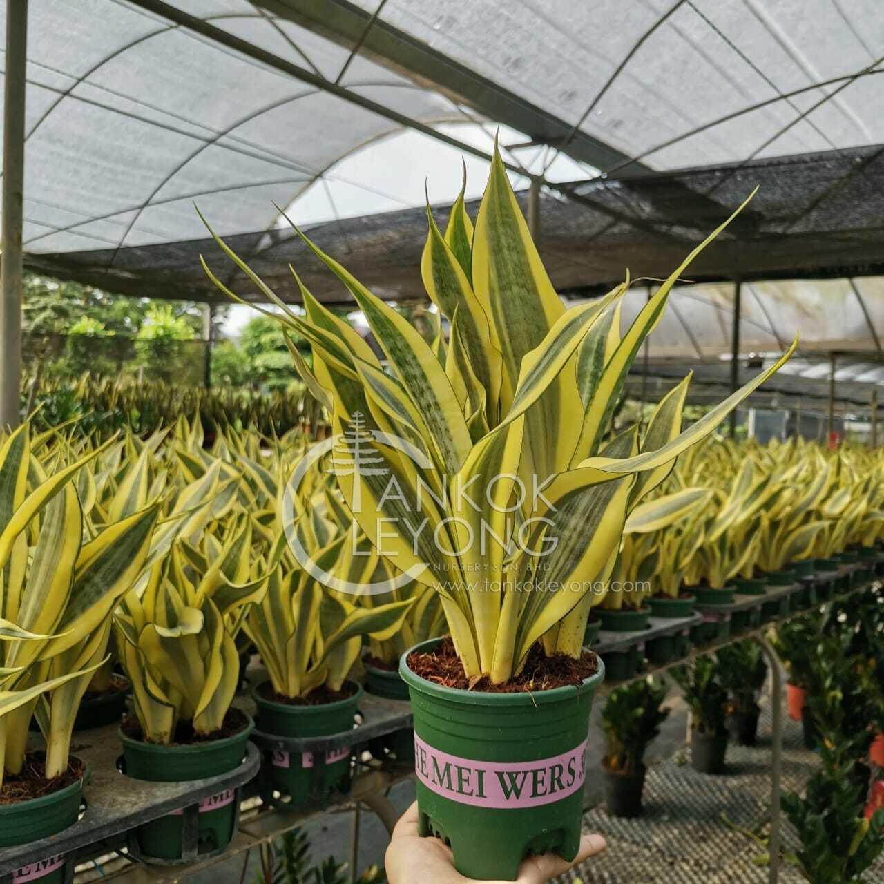TKL - Sansevieria Craigii/Robusta //