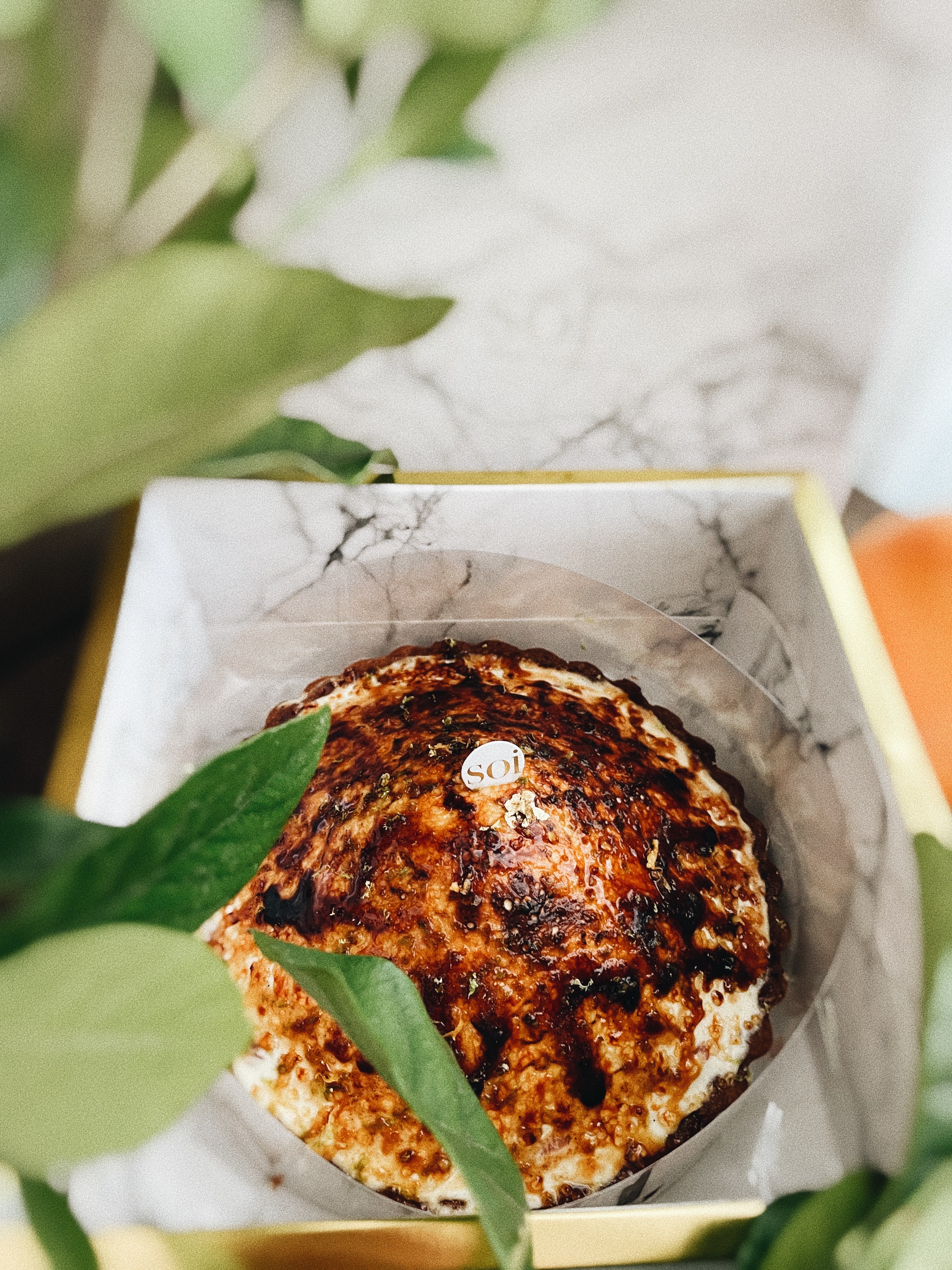 葡萄柚希布斯特6吋