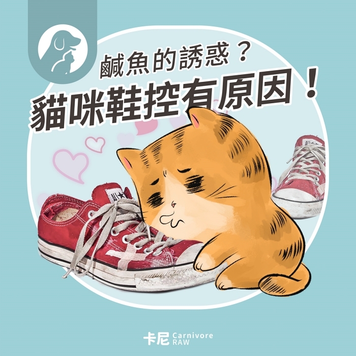 貓咪喜歡臭鞋子