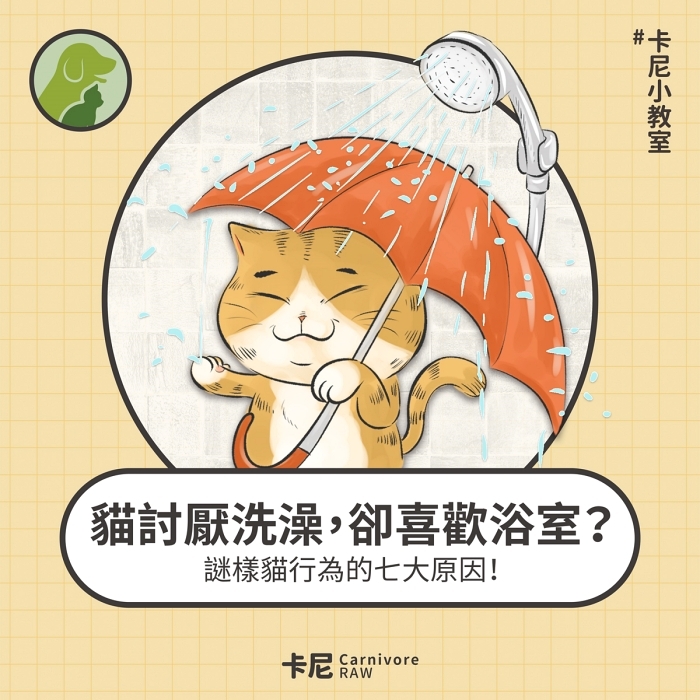 貓咪撐傘淋浴