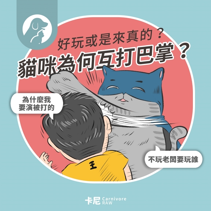 貓咪打巴掌
