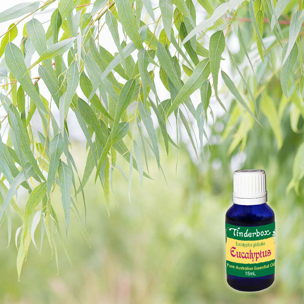 尤加利 | 精油 15ml