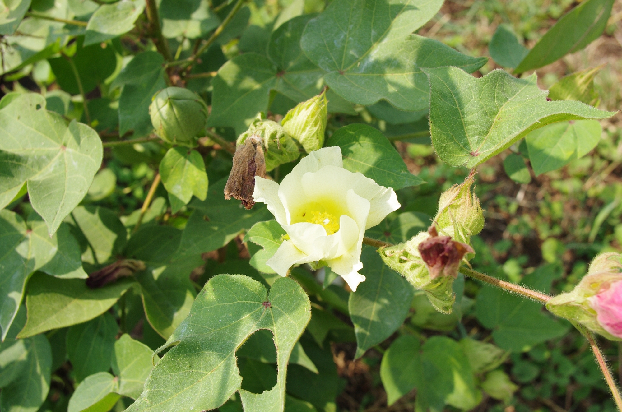 棉花的花和棉鈴