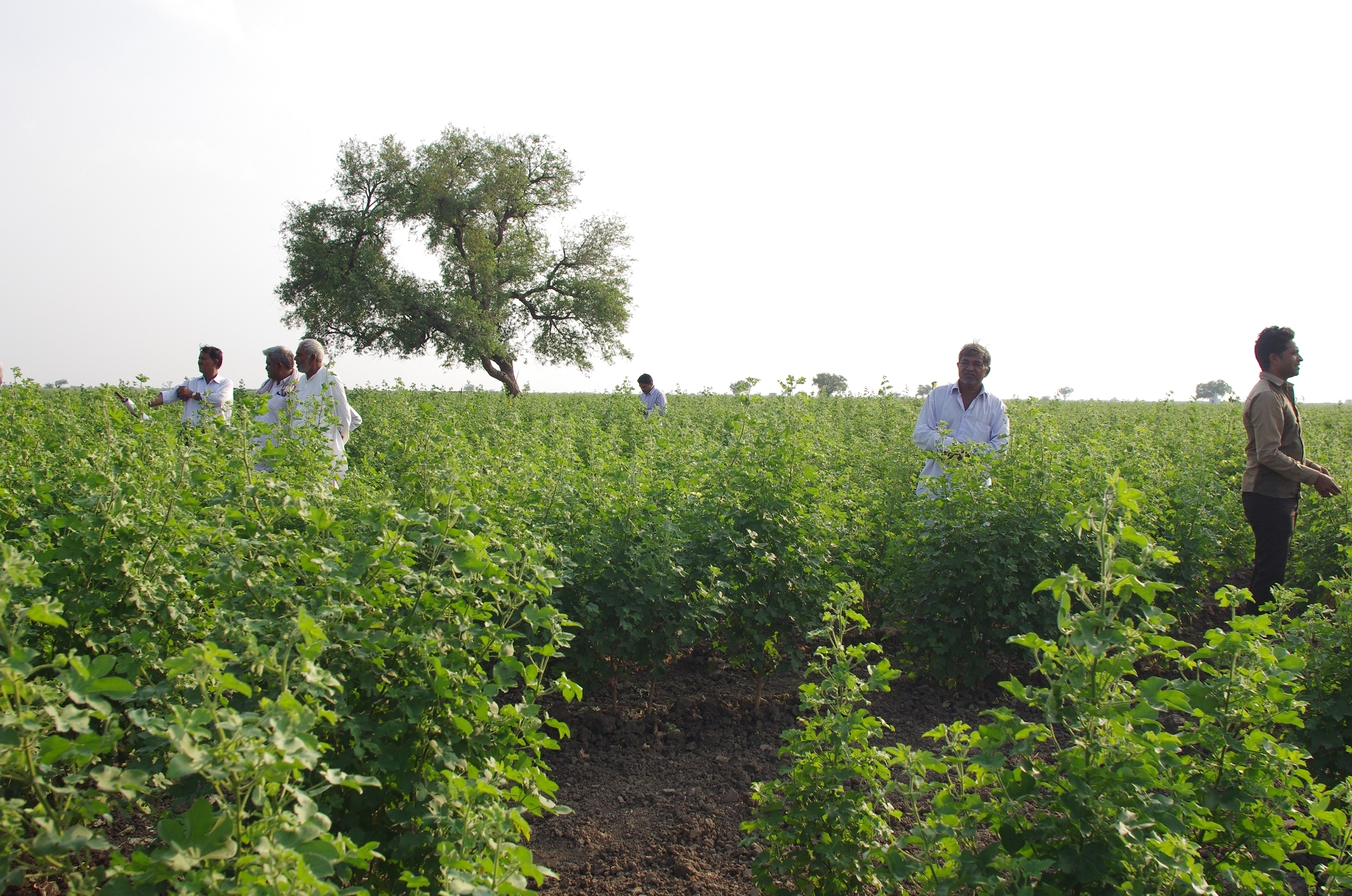 走進印度當地的有機棉田