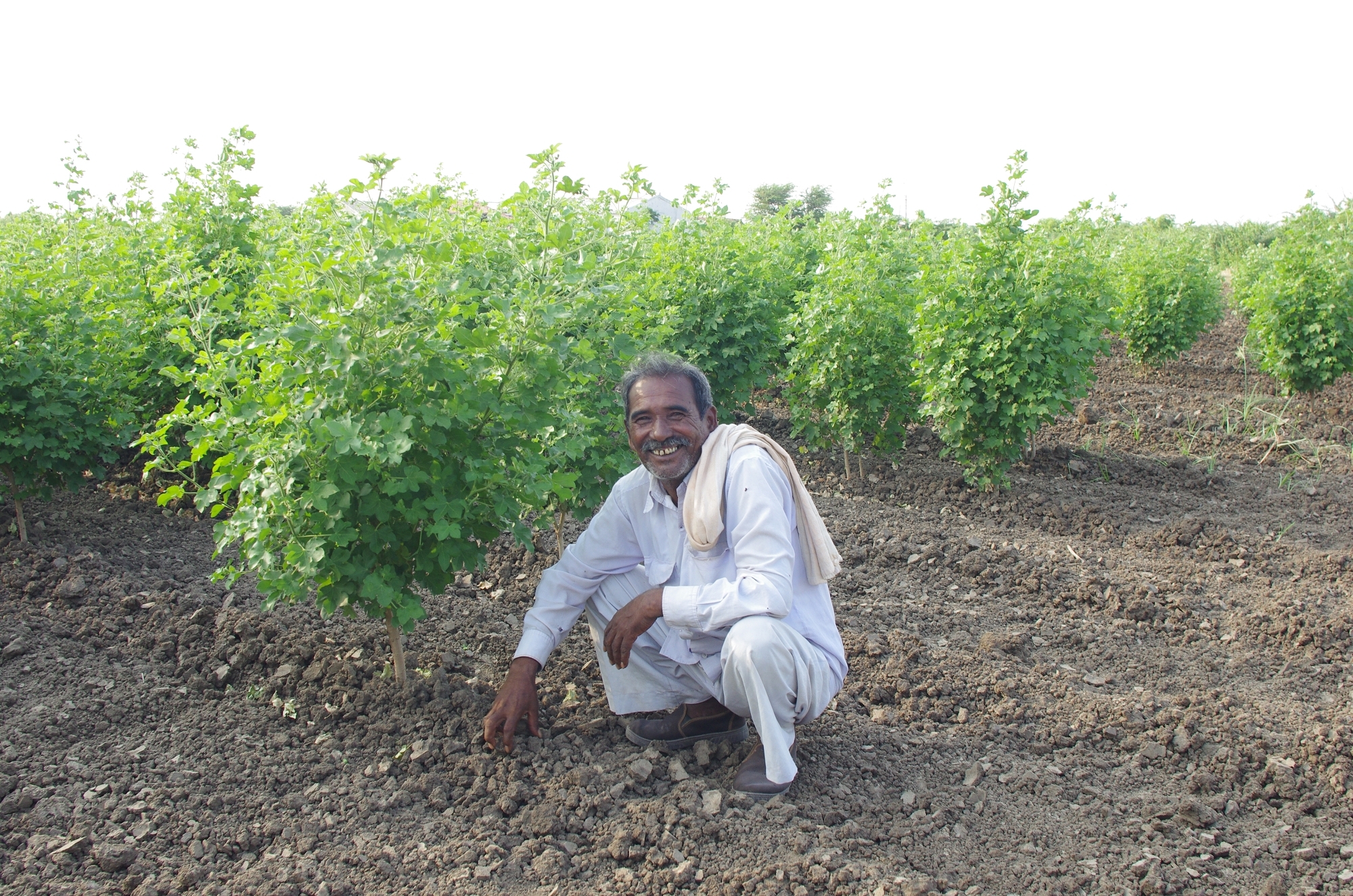 農夫和他的棉花田