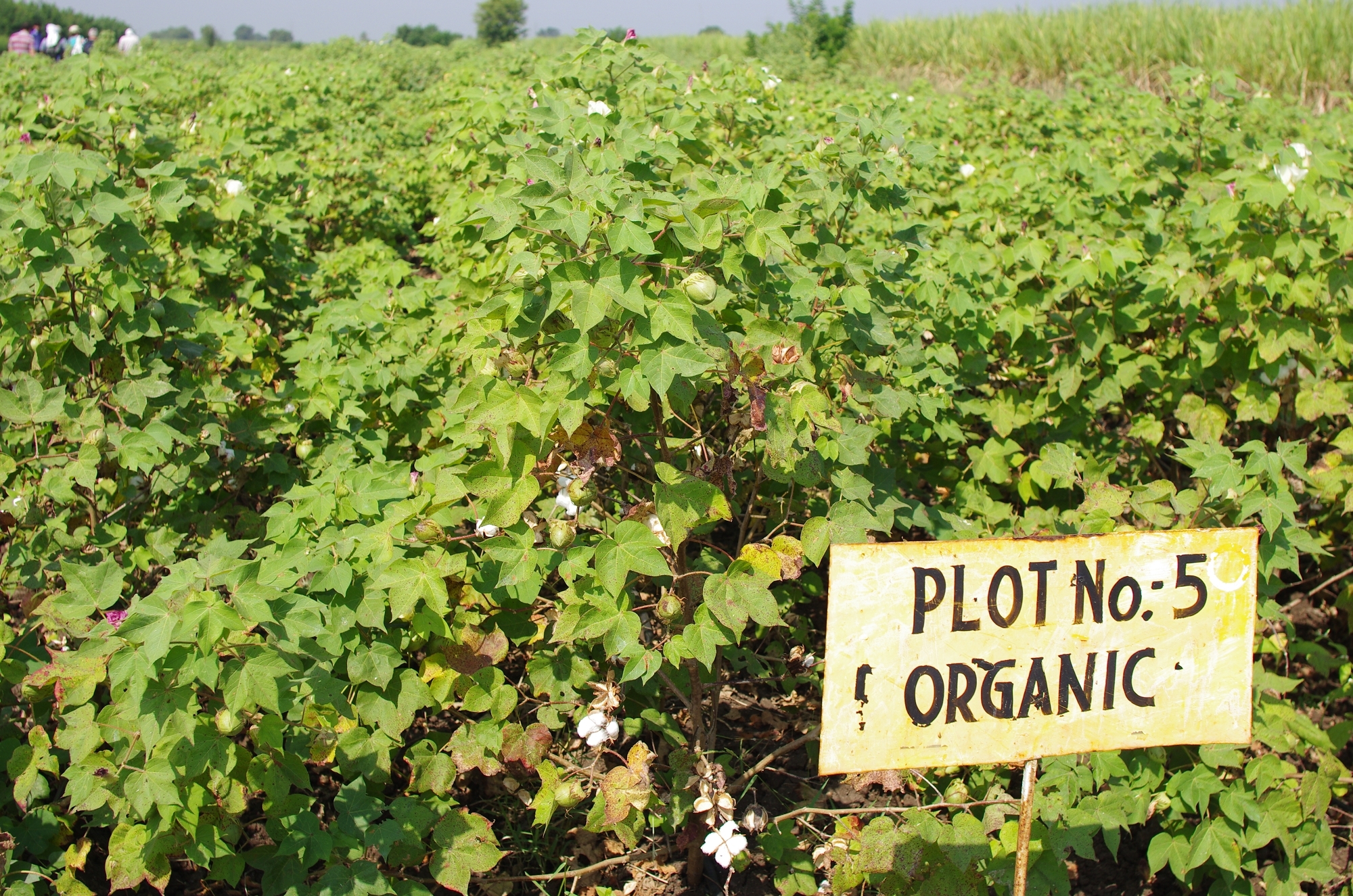 實驗區有機栽培區的棉花株，結實的棉玲