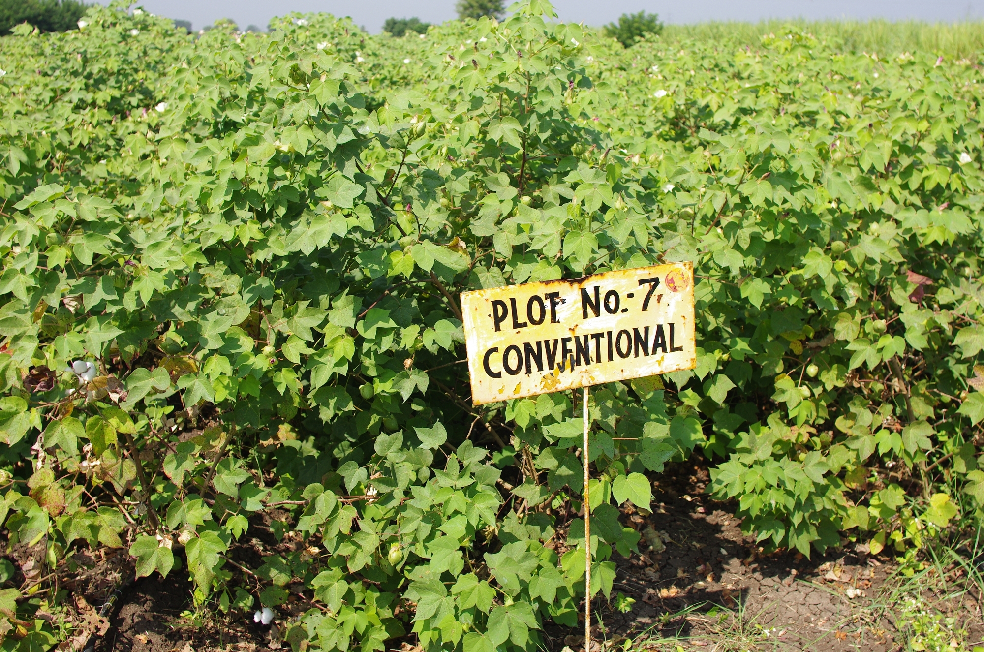 實驗區傳統農法的棉花作物和土壤