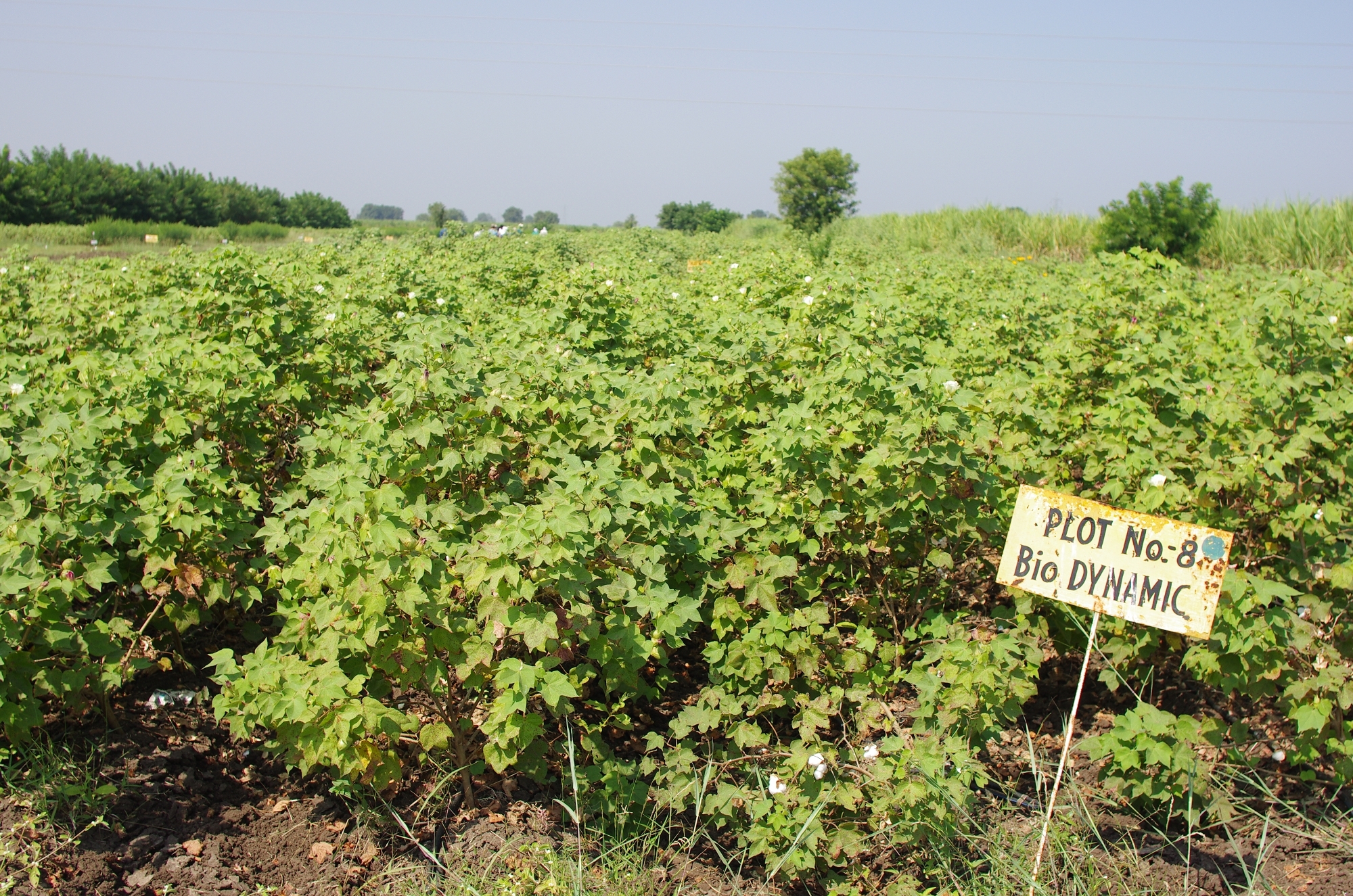 實驗區BD農法栽培區的棉花，土壤呈現鬆軟的團粒結構