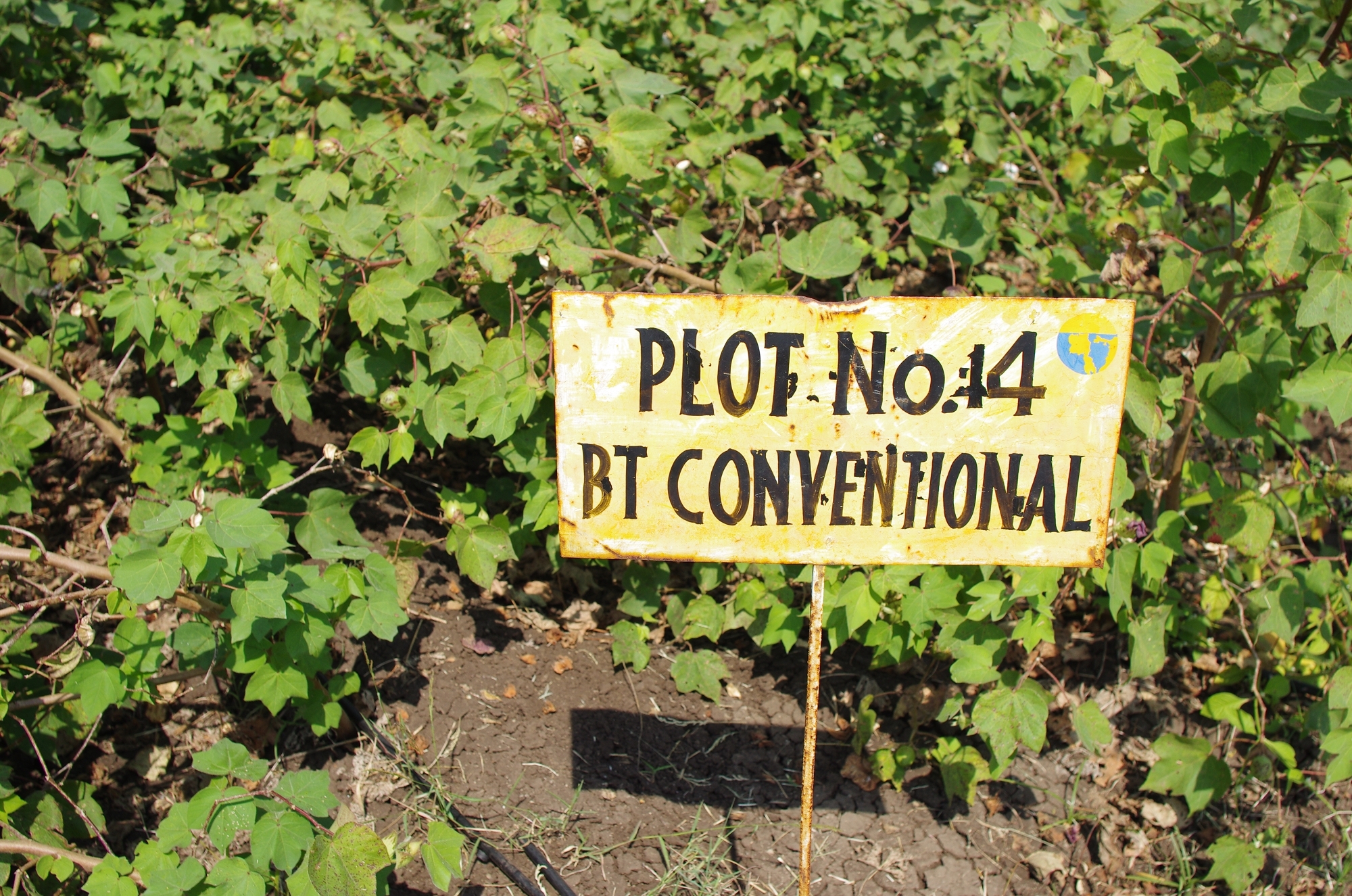 基改種子＋傳統農法實驗區，作物和土壤