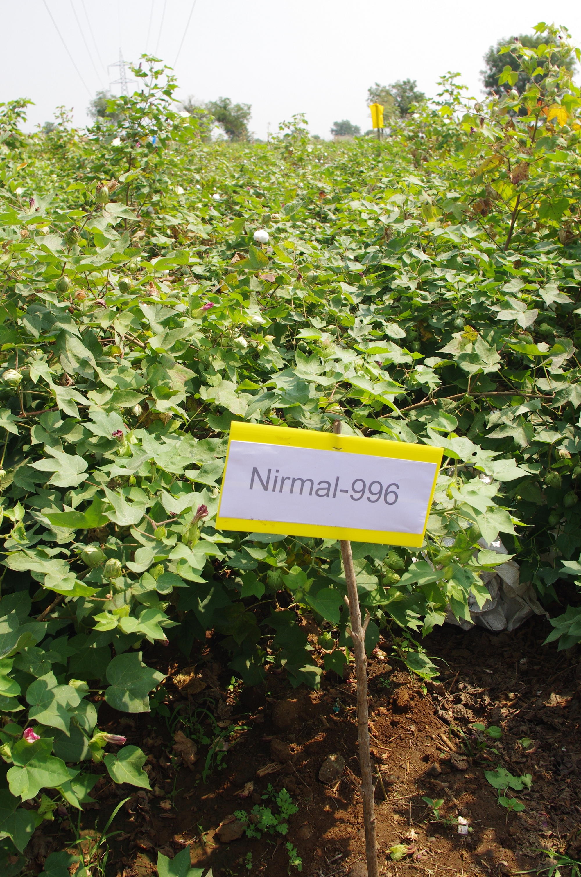 Nirmal 996號品種對比試種