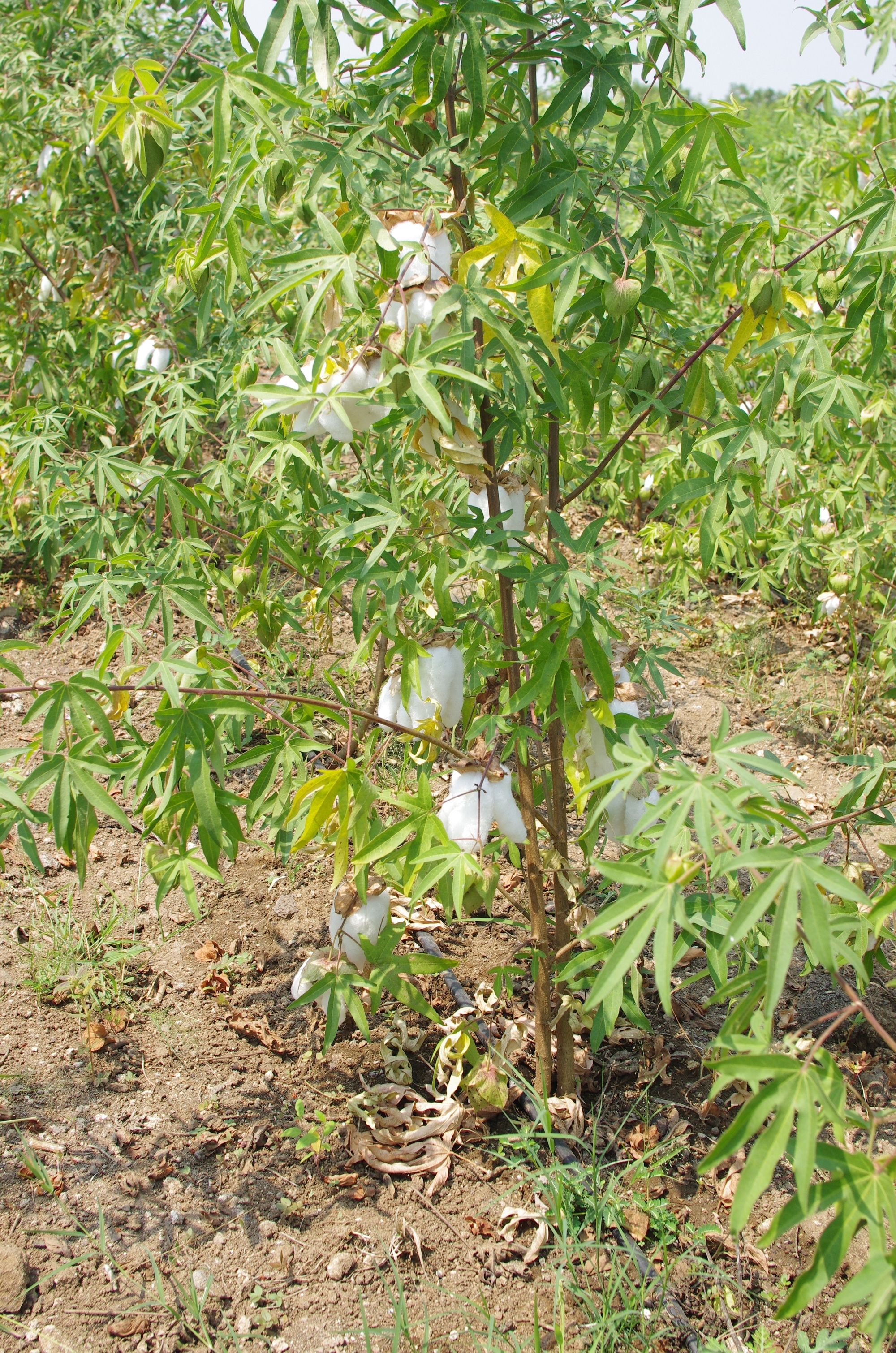 棉花呈現長串結絮樣貌的品種