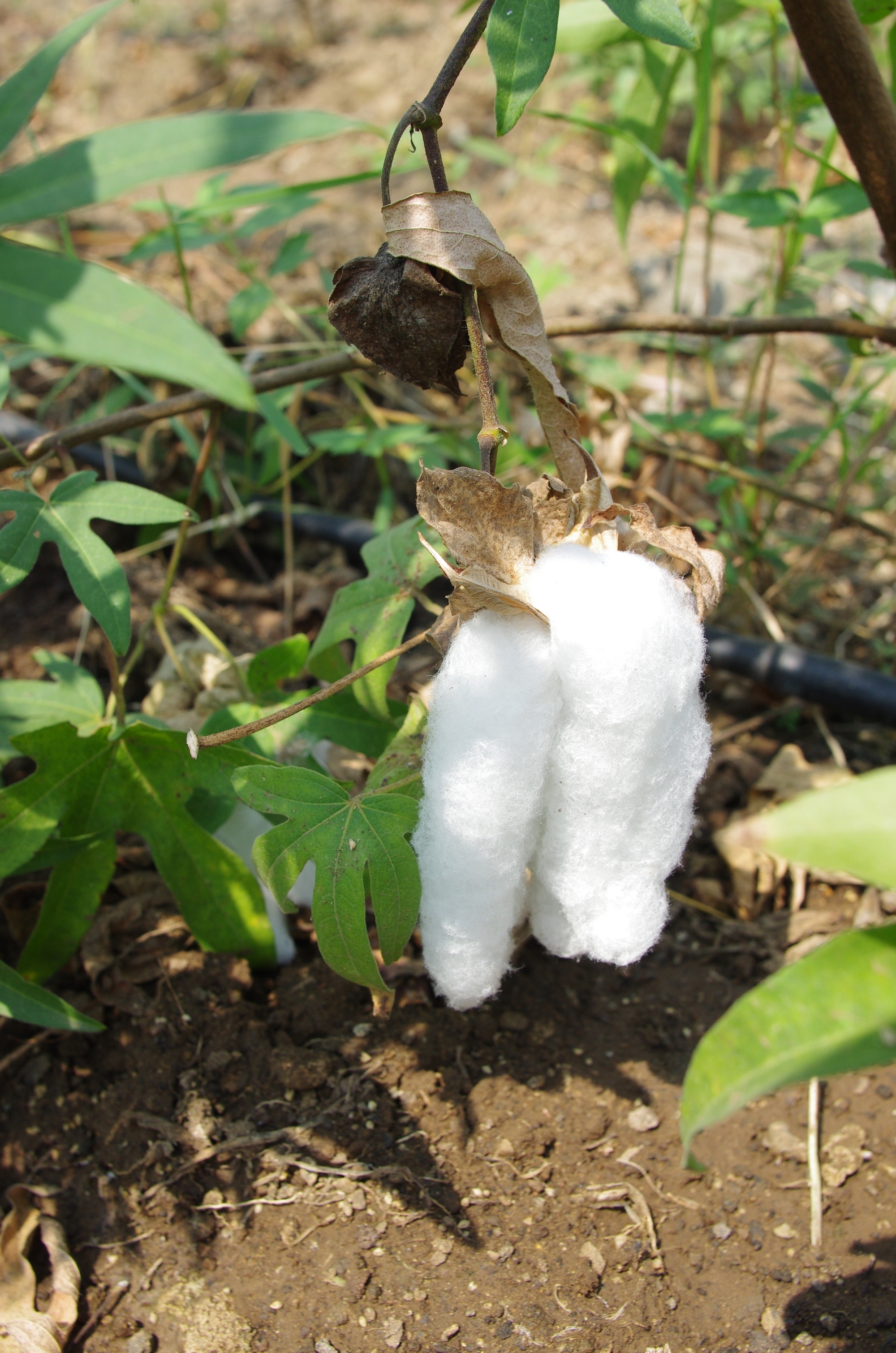 棉花呈現長串結絮樣貌的品種