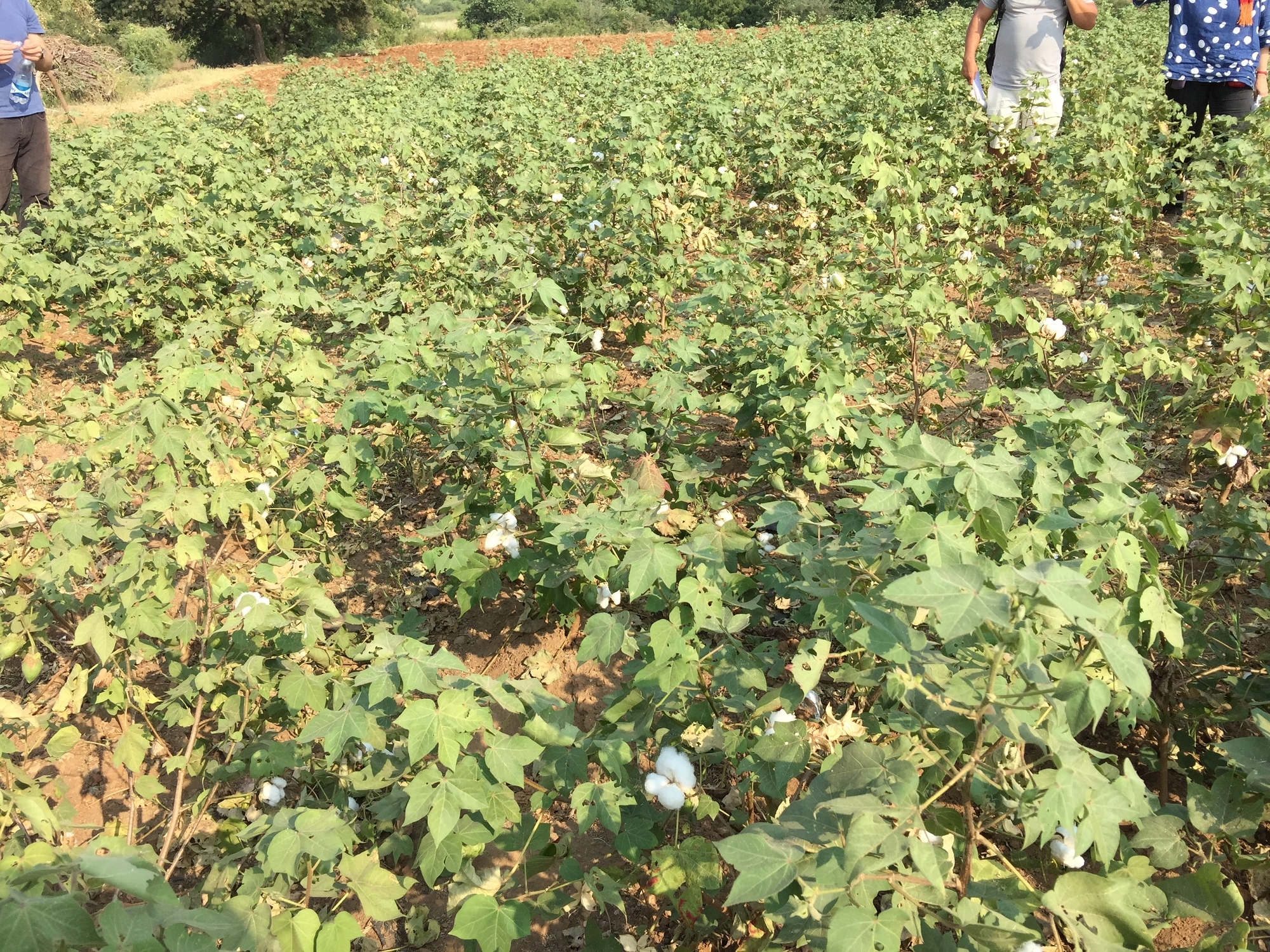 在非常貧瘠乾旱的黃土地分一小區，試種改良的Arborium品種