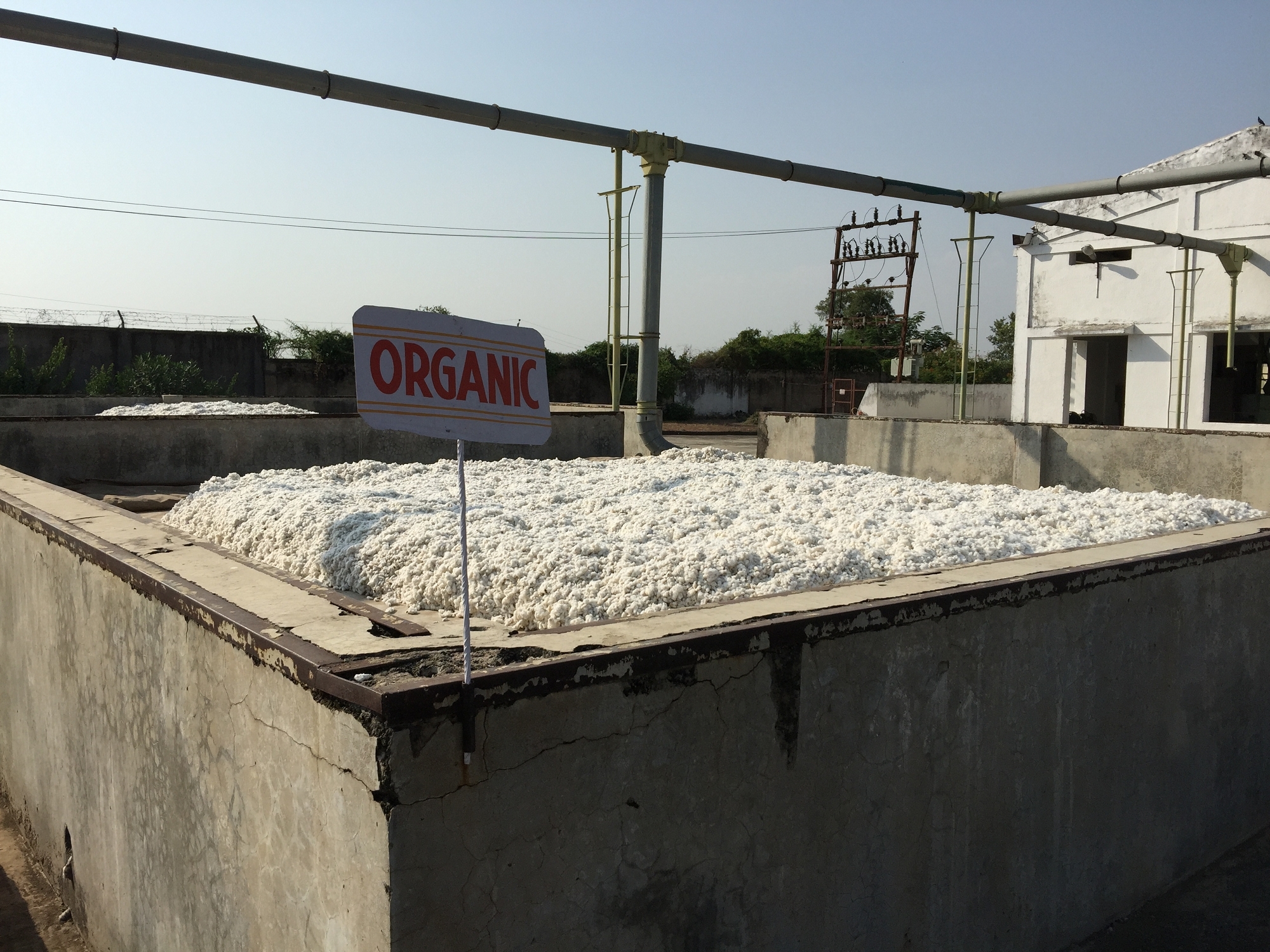 收集到軋棉廠的有機棉花