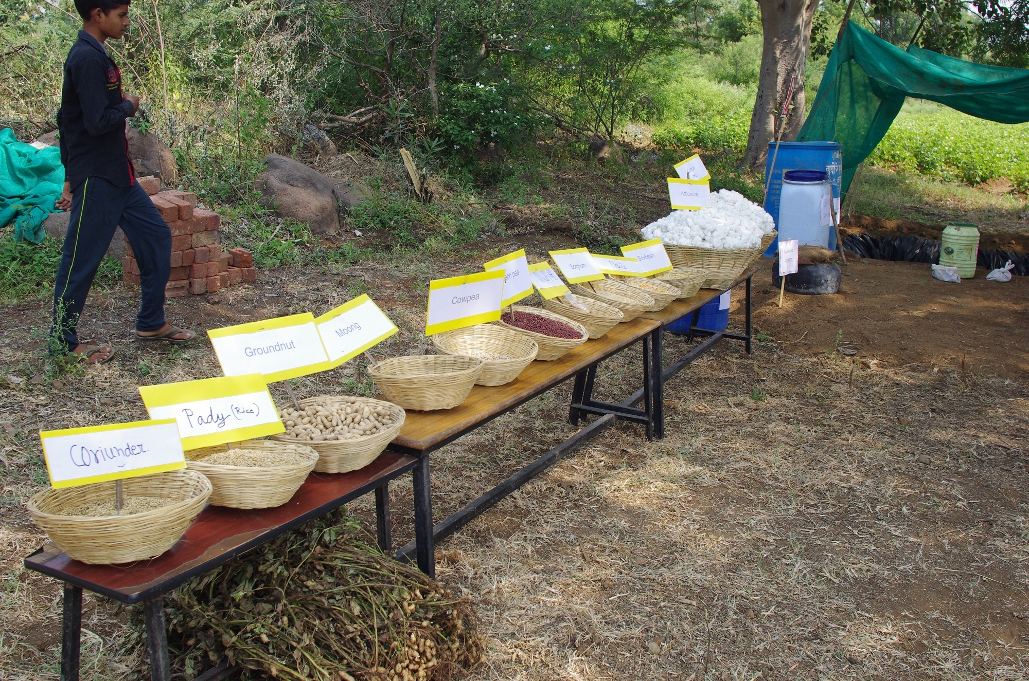 和有機棉輪種的各種其他有機穀物