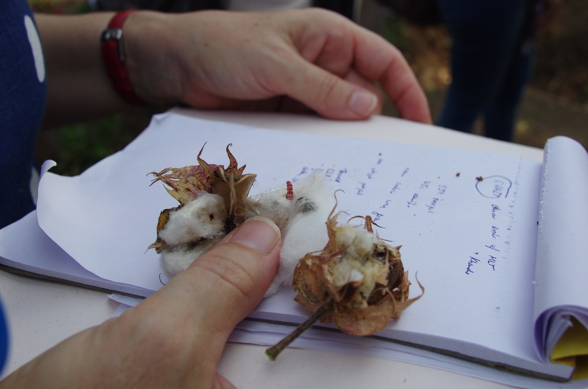 從棉花球裡冒出一截紅色身軀的棉鈴蟲，被它叮上的棉果顯得萎縮不全