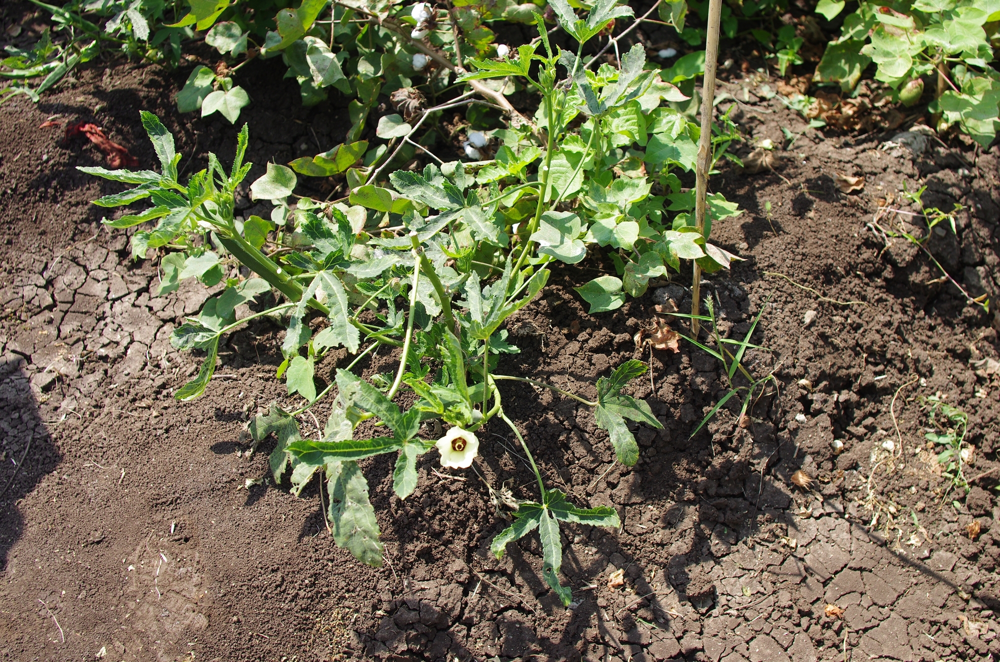 種在田埂邊的秋葵，花型和棉花是不是很像