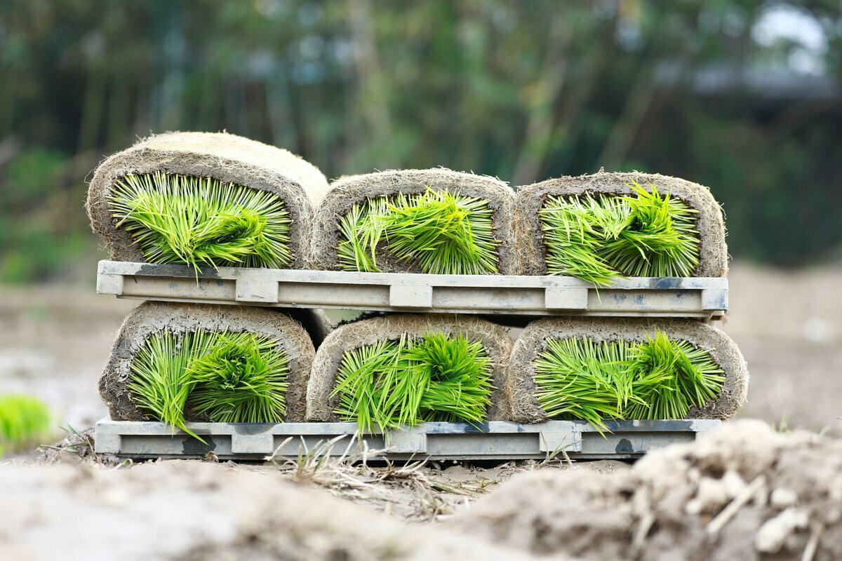 關渡平原上的八仙聚落