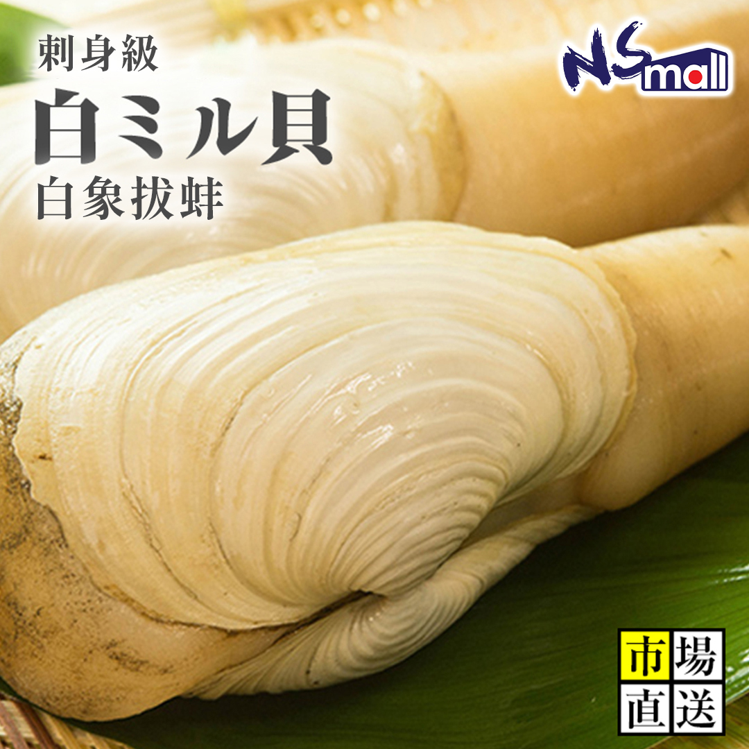 白象拔蚌 約400~500g/隻