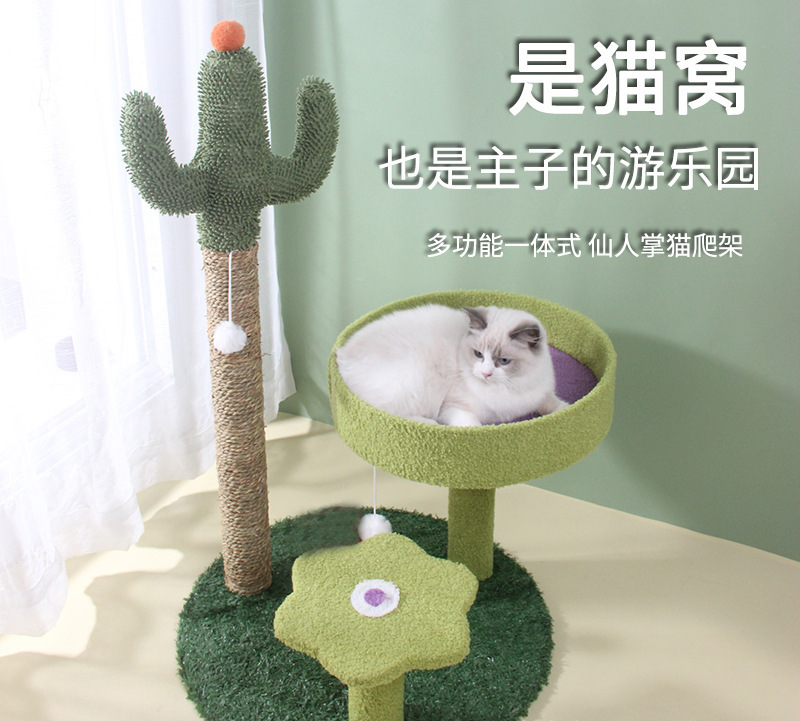 貓跳台 綠色仙人掌