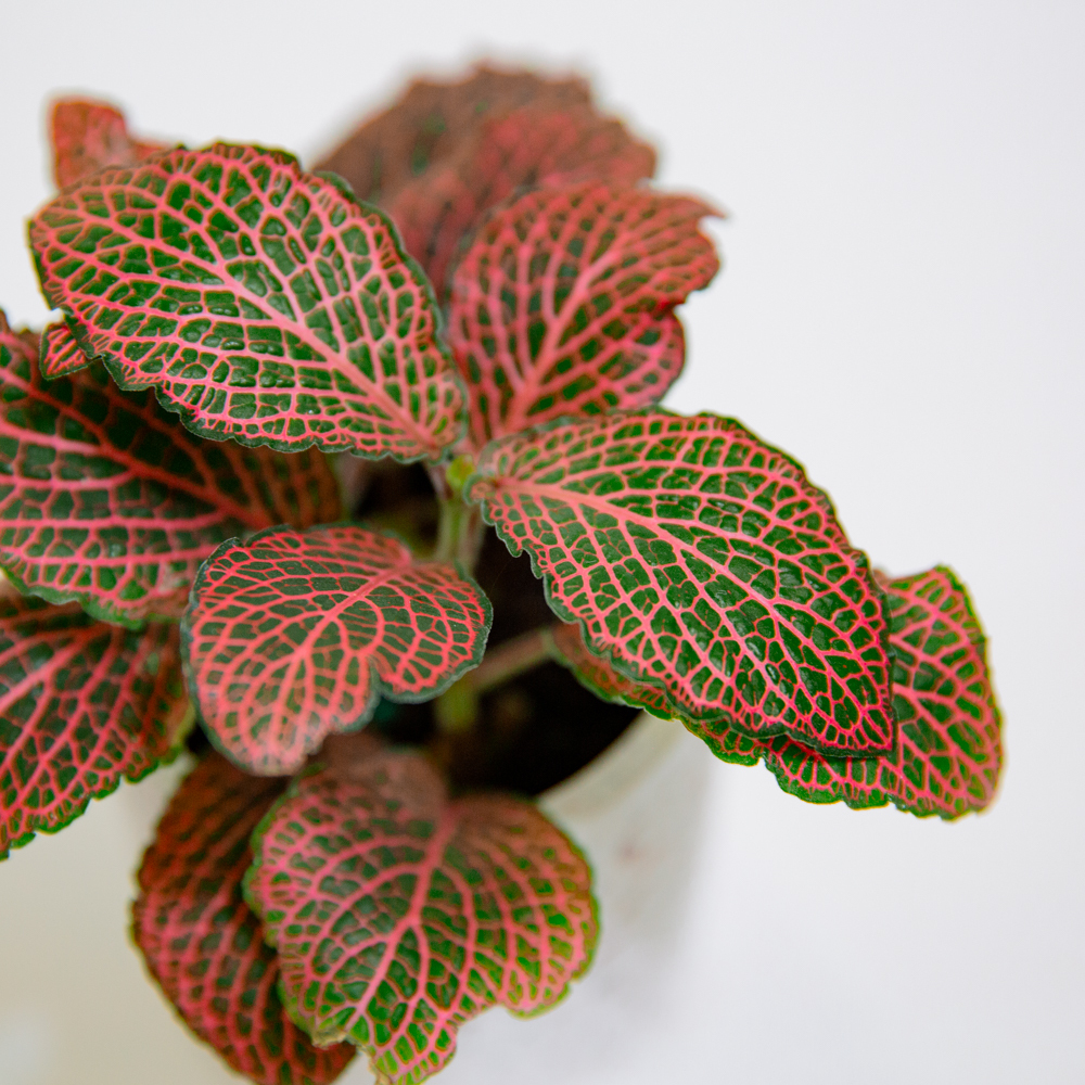 『3寸』紅網紋草｜小型尺寸｜自選盆器