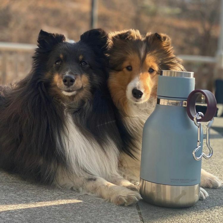 加拿大 Asobu- Vacuum Insulated 多功能保溫瓶