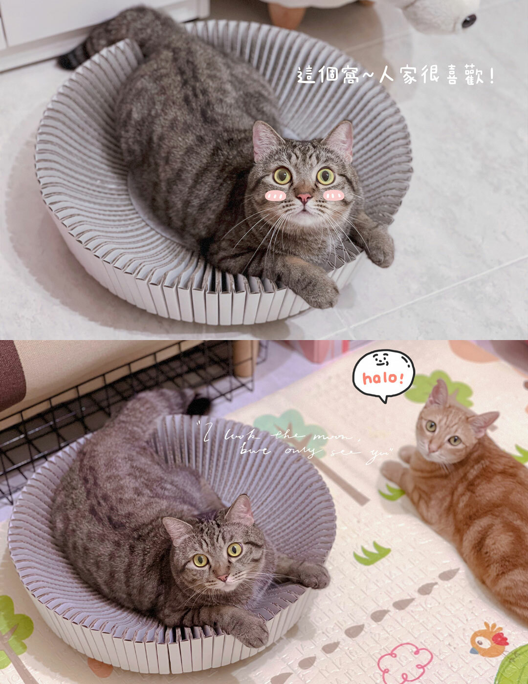 知名貓網紅-傻眼貓米吉~誠心推薦