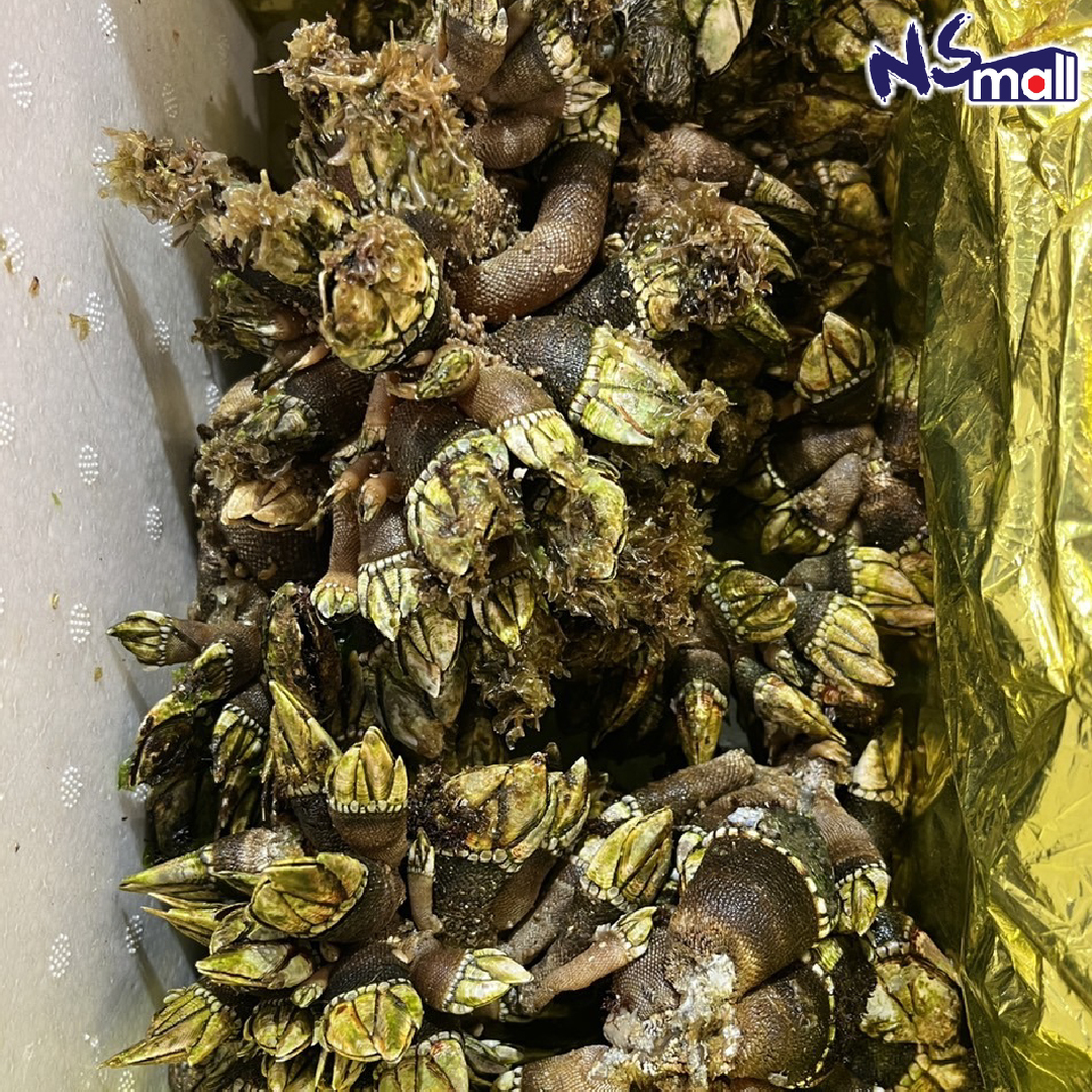 鬼爪螺 (龜之爪) 約1kg/份 【熟食用 不可生食】