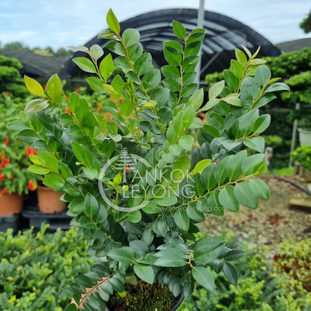TKL - Bonsai Pterocarpus Indicus 紫檀/小森林紫檀 TKL - Bonsai Pterocarpus Indicus 紫檀/小森林紫檀
