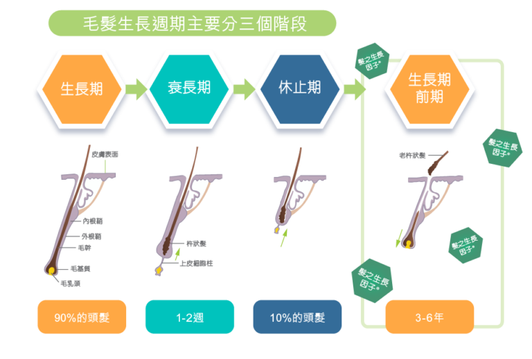 生髮精華-諾貝爾髮之生長因子®1.0-諾貝爾活髮科研中心