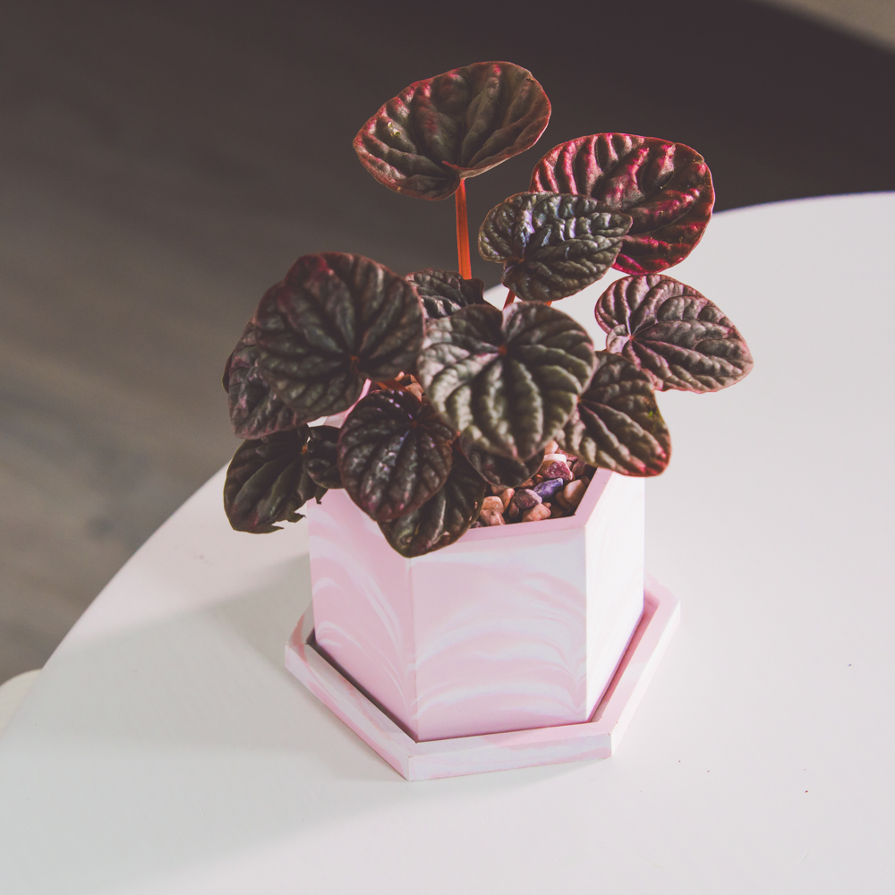 『3寸』紅皺葉椒草｜小型尺寸｜自選盆器
