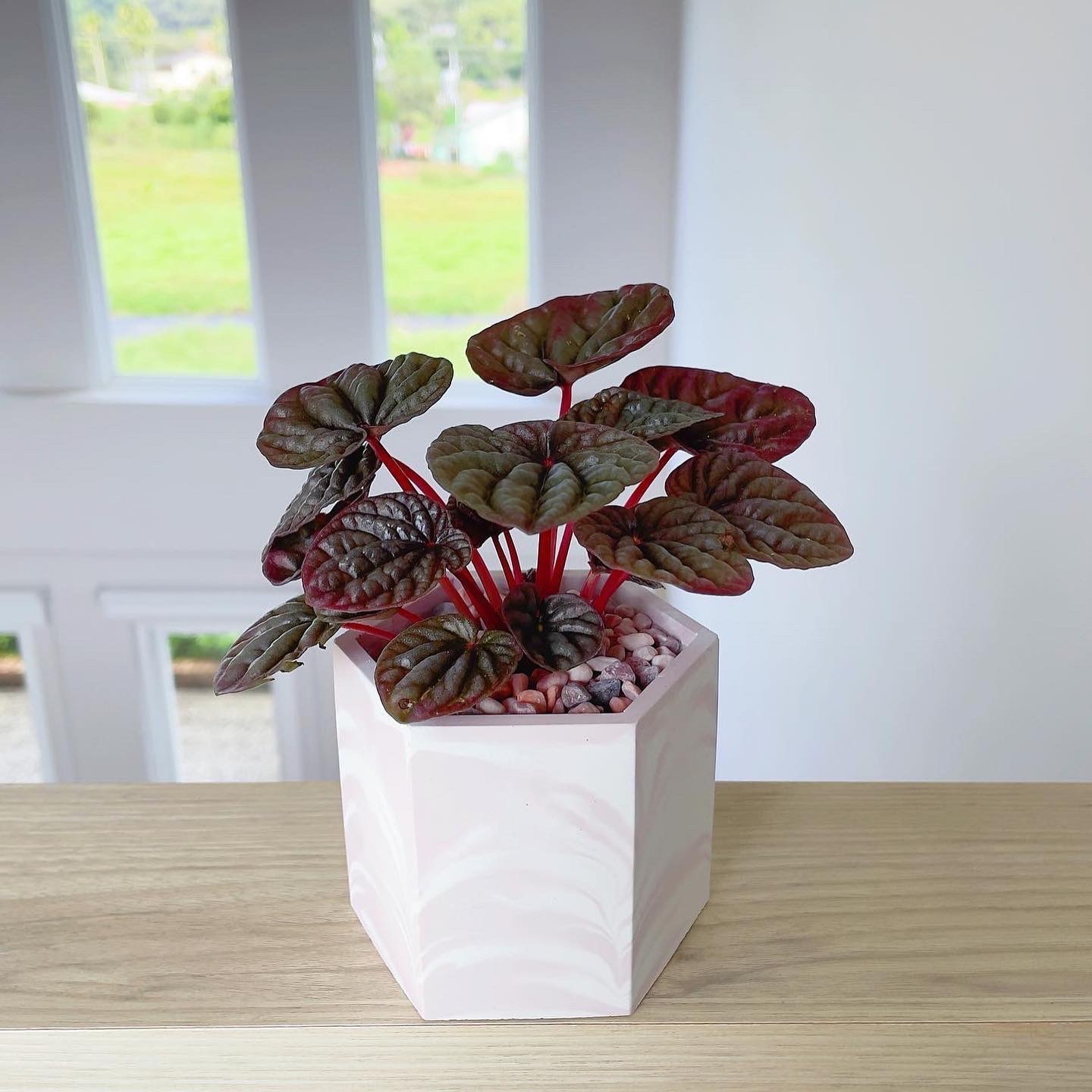 『3寸』紅皺葉椒草｜小型尺寸｜自選盆器