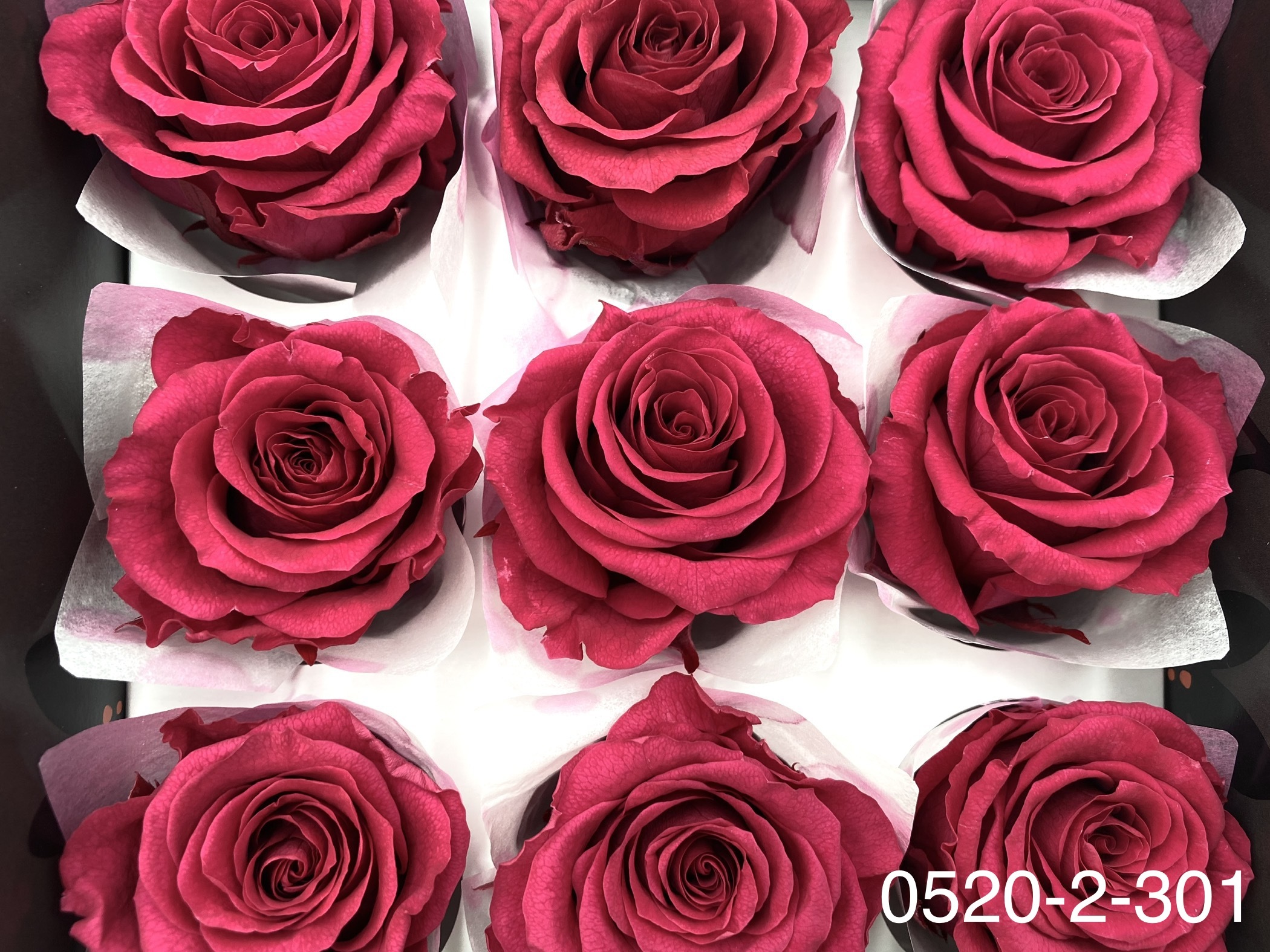 日本不凋大輪玫瑰(M-9朵) 05202-301