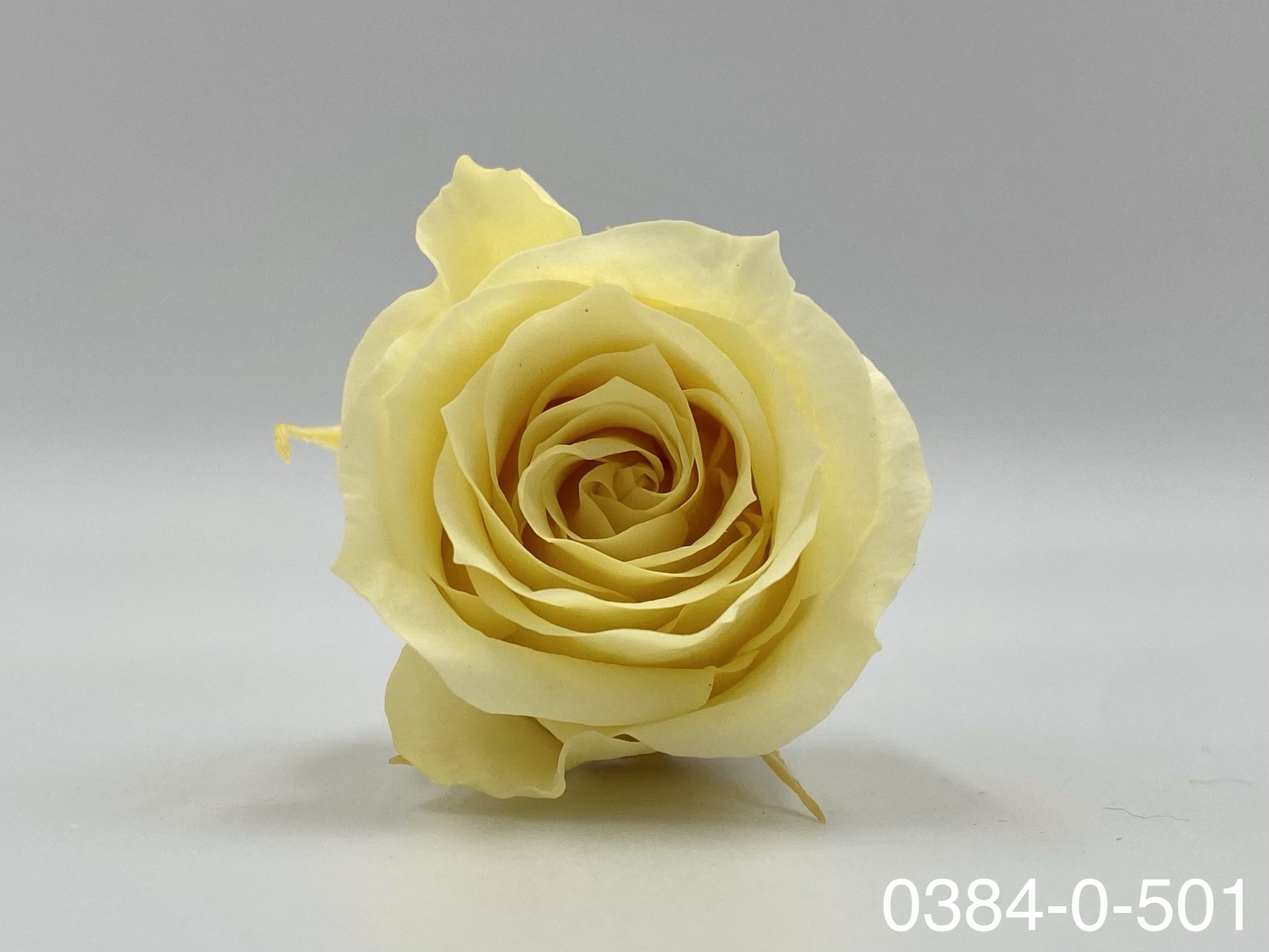 日本不凋小輪玫瑰(9朵) 03840-501