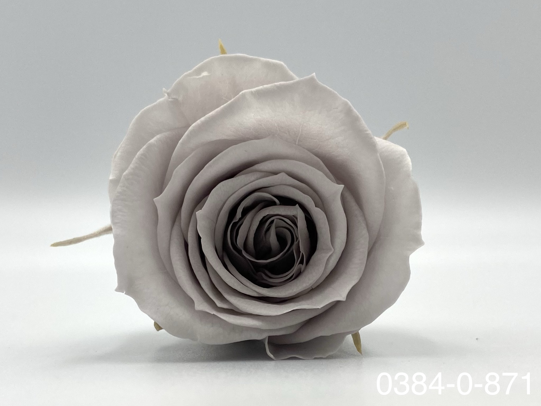 日本不凋小輪玫瑰(9朵) 03840-871