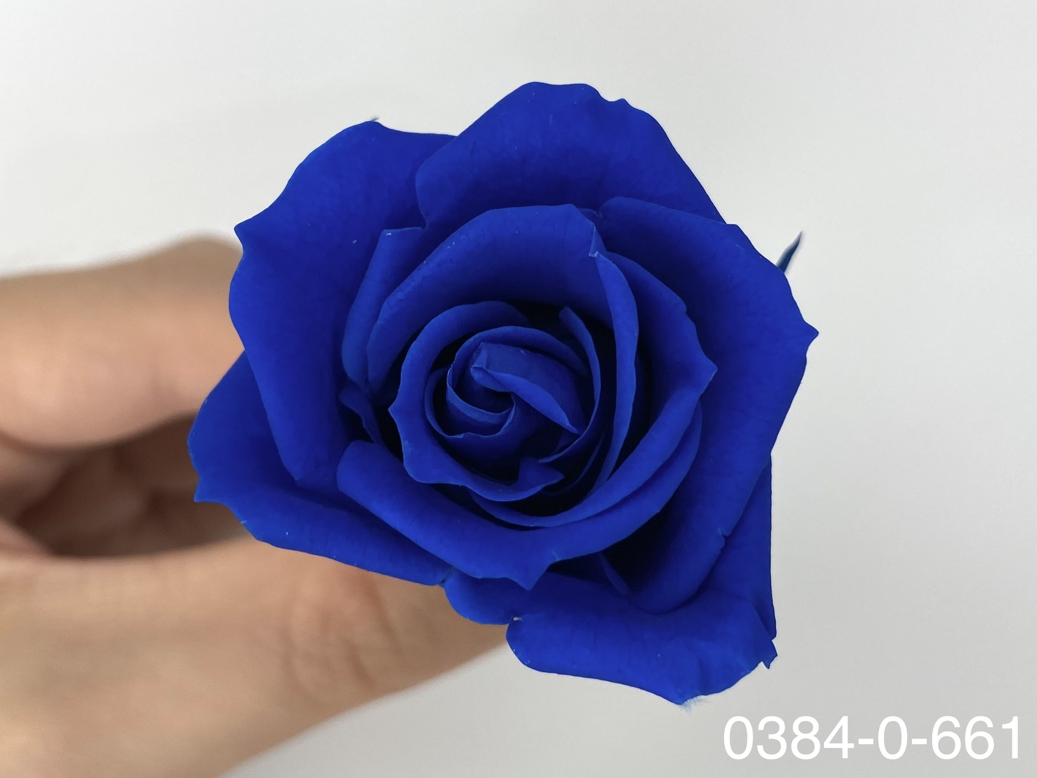 日本不凋小輪玫瑰(9朵) 03840-661