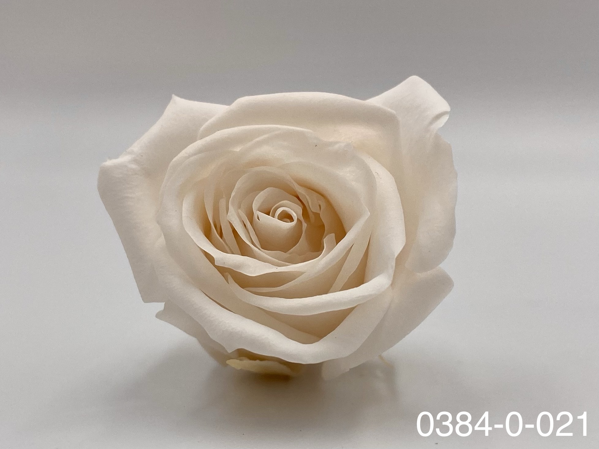 日本不凋小輪玫瑰(9朵) 03840-021