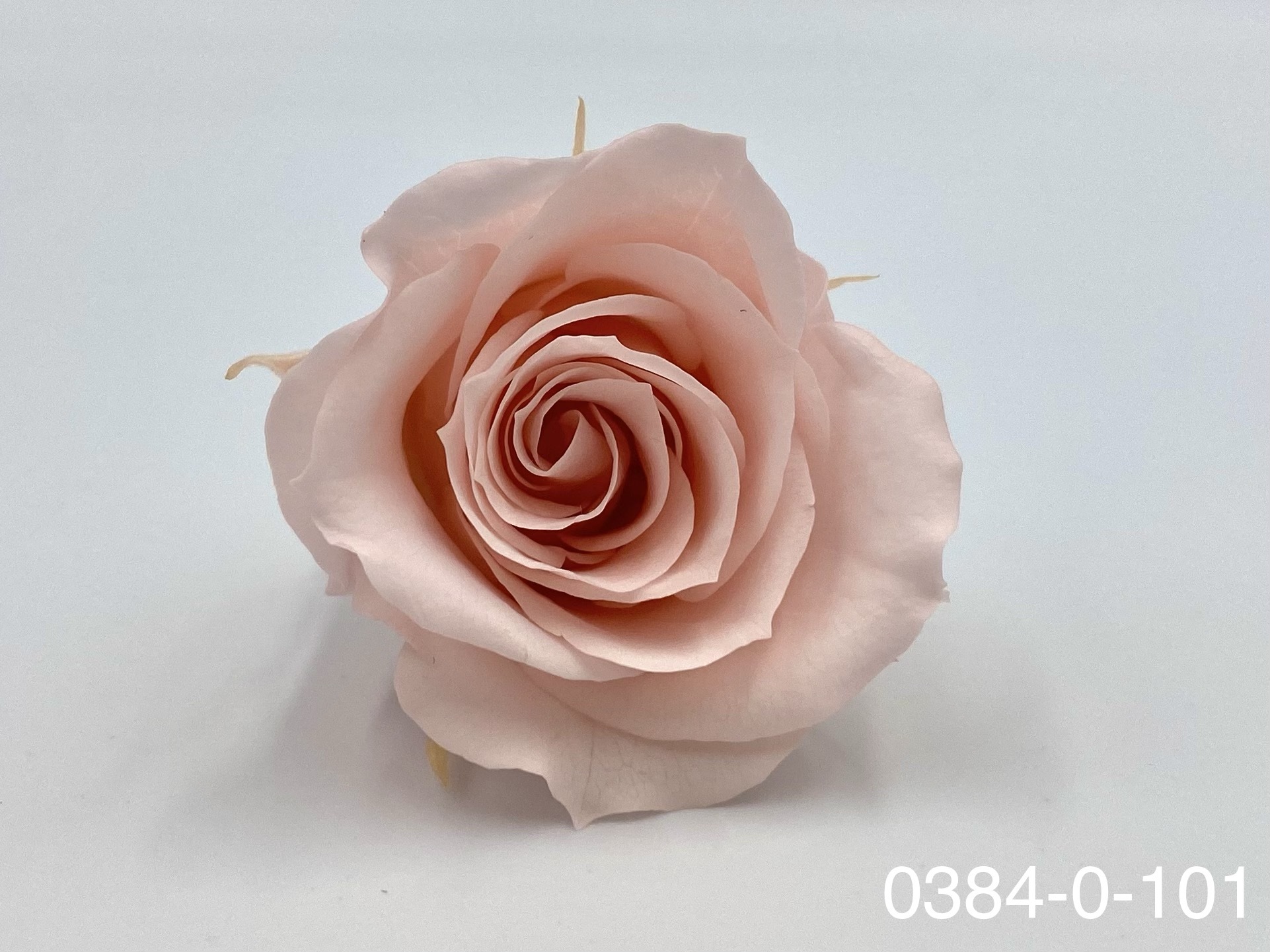 日本不凋小輪玫瑰(9朵) 03840-101