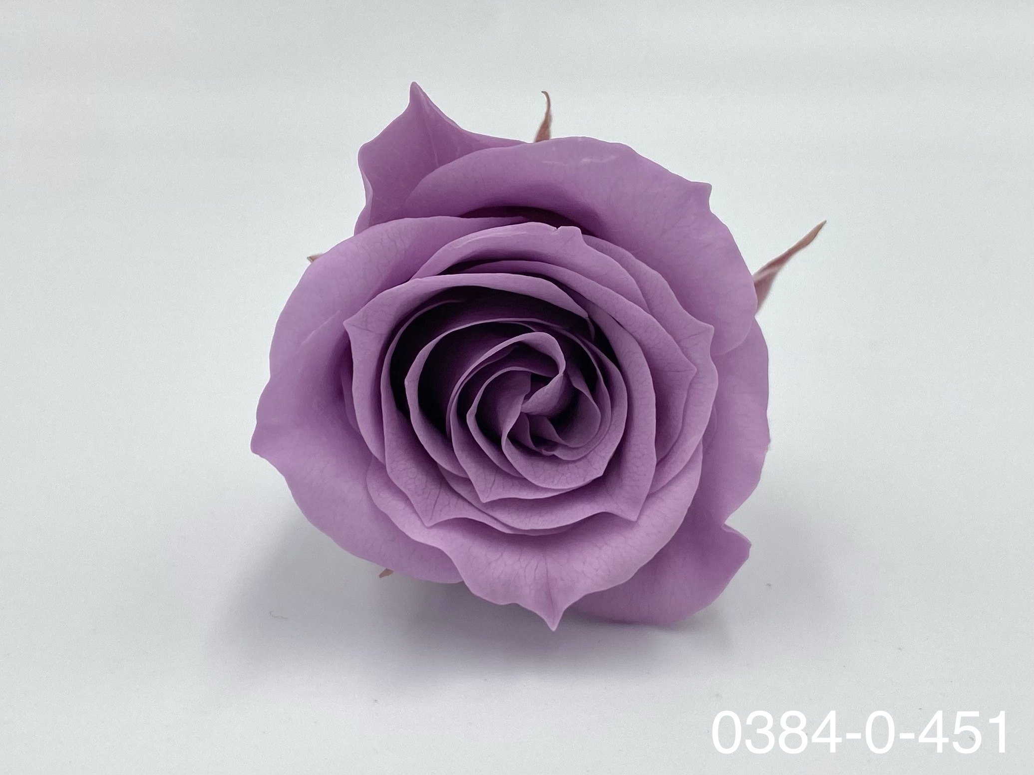 日本不凋小輪玫瑰(9朵) 03840-451