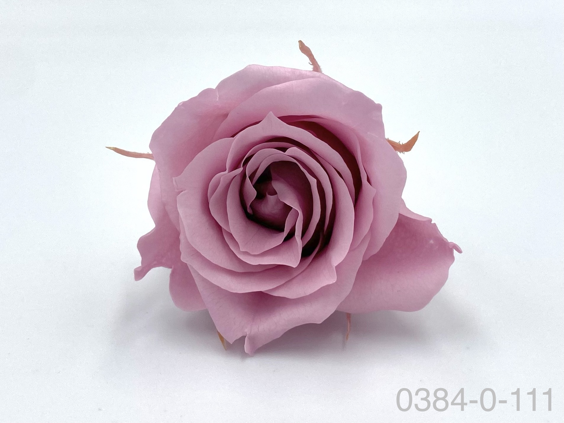 日本不凋小輪玫瑰(9朵) 03840-111