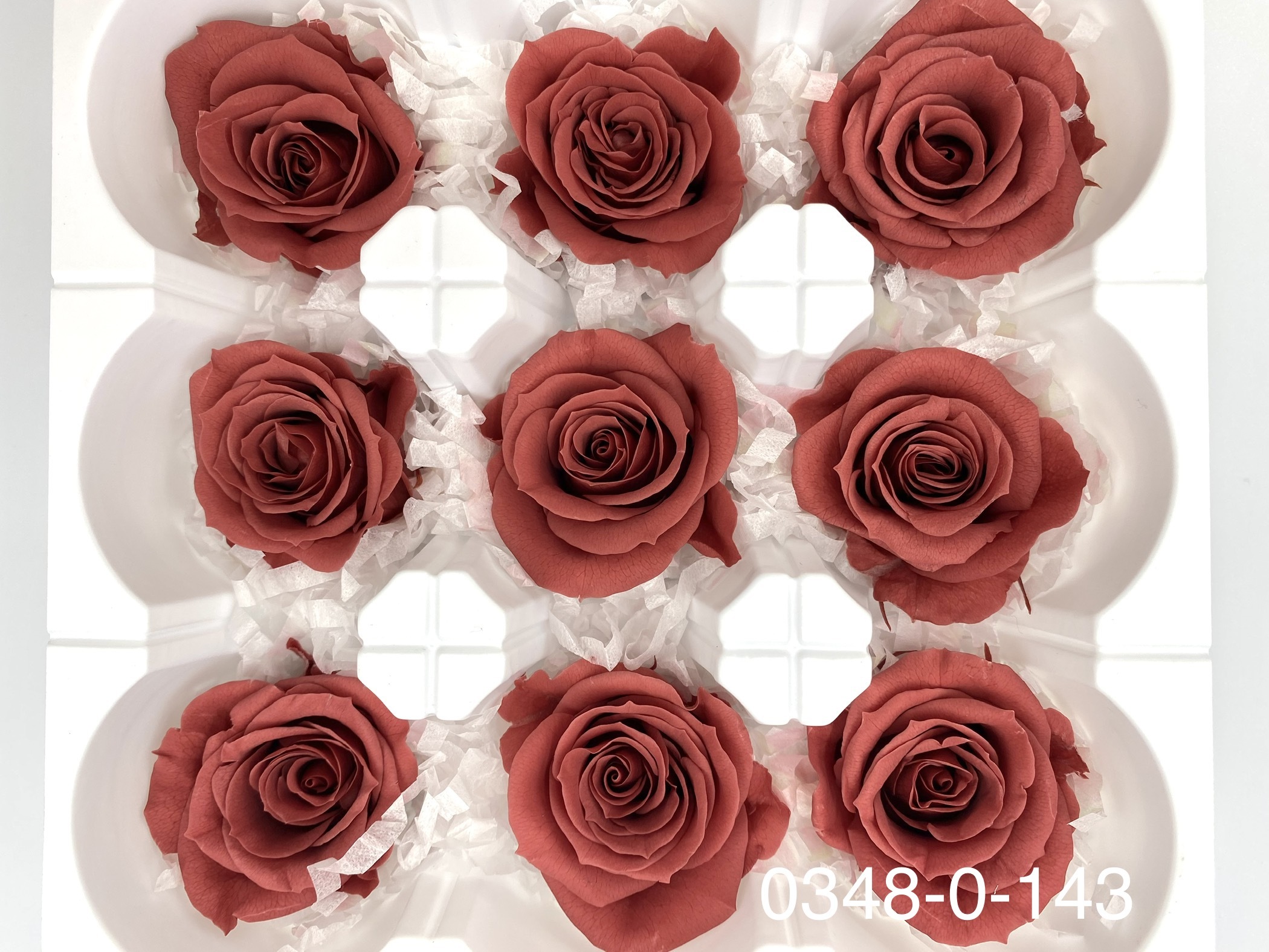 日本不凋中輪玫瑰(9朵) 03480-143