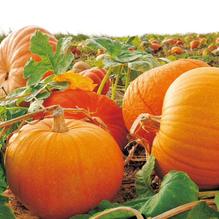 【布蘭德】低溫輕焙南瓜籽油