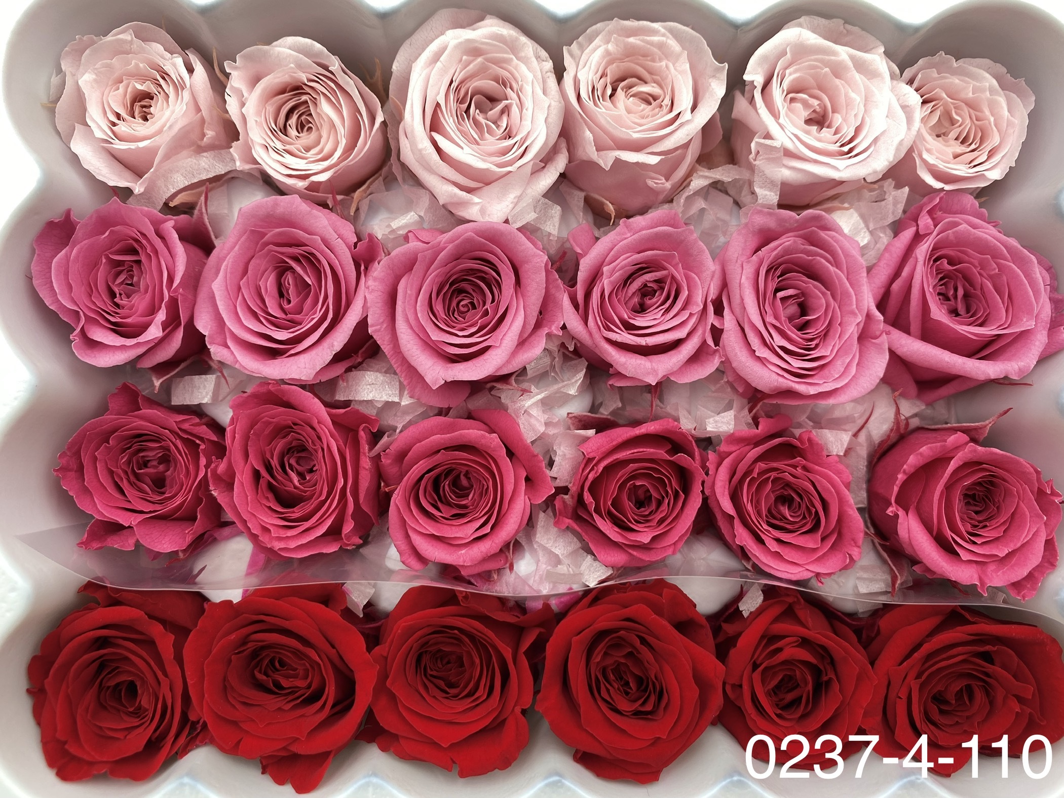日本不凋迷你玫瑰(24朵) 02374-110