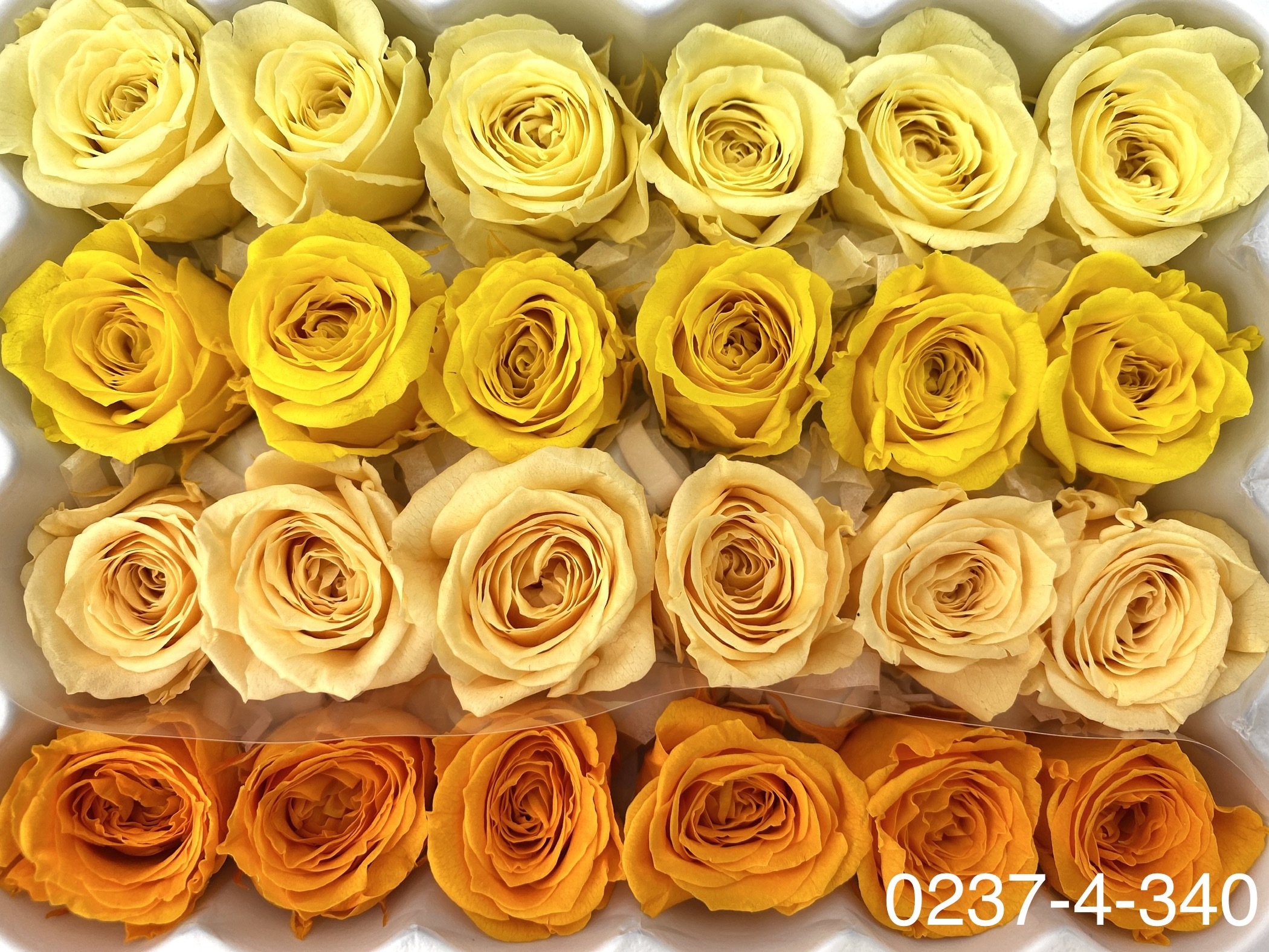 日本不凋迷你玫瑰(24朵) 02374-340