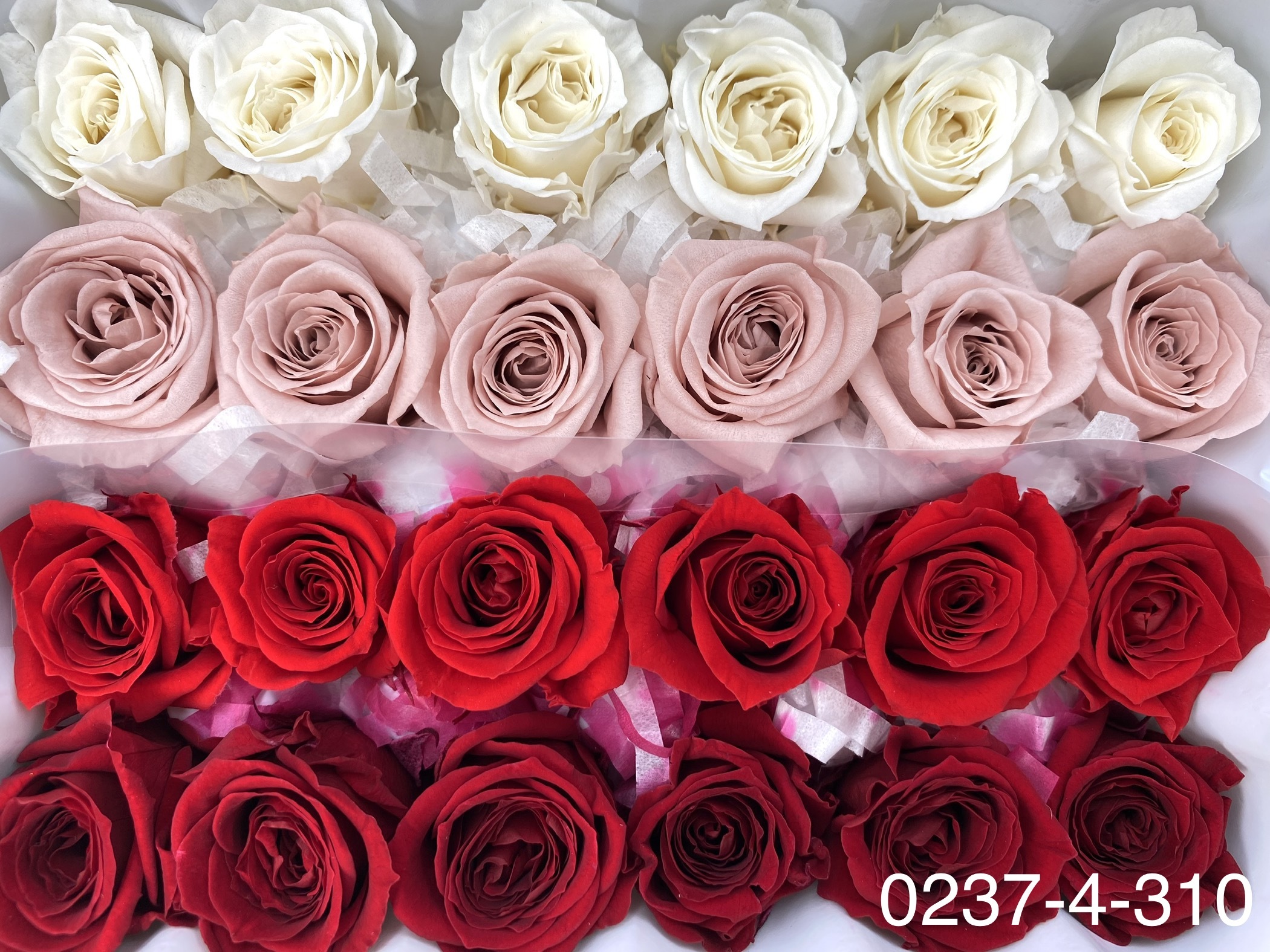 日本不凋迷你玫瑰(24朵) 02374-310